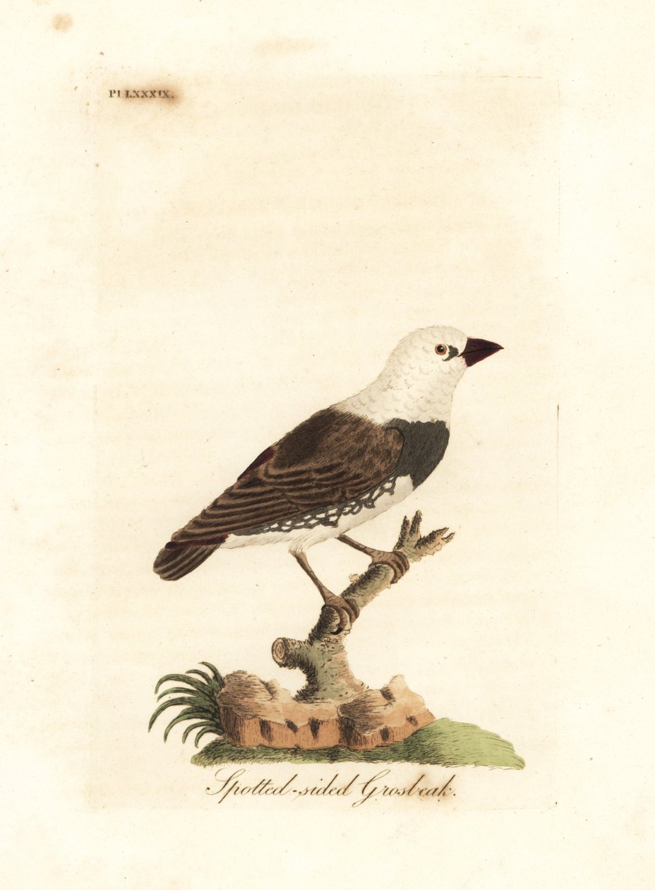 Diamentowy ognik, Stagonopleura guttata (Grubodziób cętkowany, Fringilla leucocephala). Ręcznie kolorowany miedzioryt narysowany i grawerowany przez Johna Lathama z jego własnej A General History of Birds, Winchester autorstwa John Latham