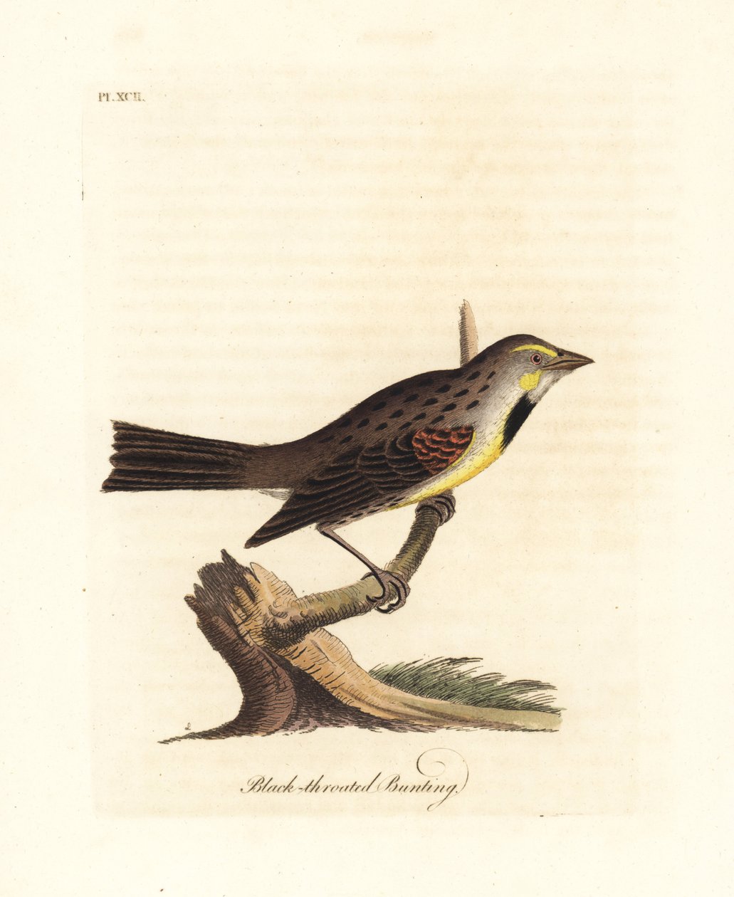 Dickcissel, Spiza americana (trznadel czarnogardły, Emberiza americana). Ręcznie kolorowany miedzioryt narysowany i grawerowany przez Johna Lathama z jego własnej A General History of Birds, Winchester autorstwa John Latham