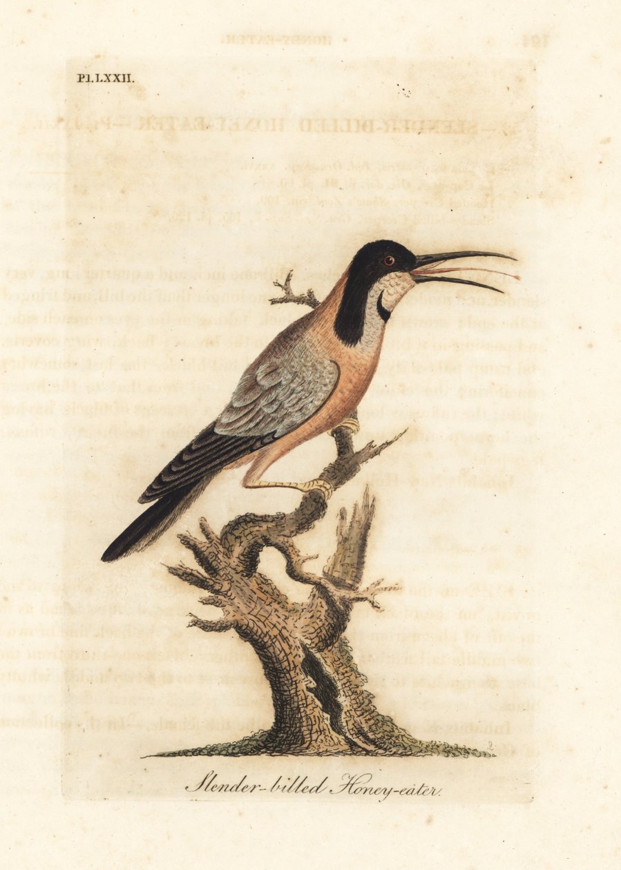 Spinebill wschodni, Acanthorhynchus tenuirostris (Miodożer smukły, Certhia tenuirostris). Australia. Ręcznie kolorowany miedzioryt narysowany i grawerowany przez Johna Lathama z jego własnej A General History of Birds, Winchester autorstwa John Latham