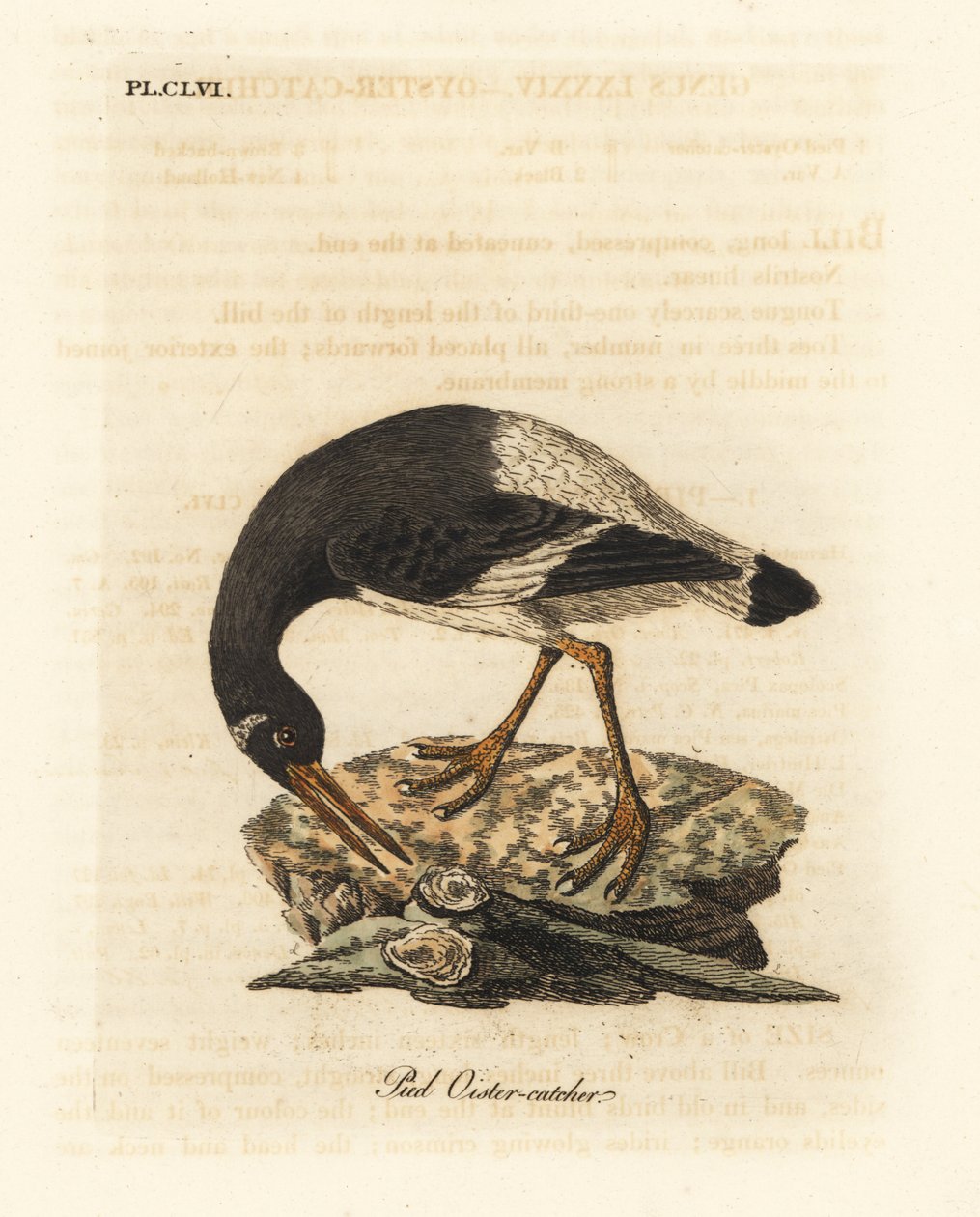 ostrygojóg zwyczajny, Haematopus ostralegus. Ręcznie kolorowany miedzioryt narysowany i grawerowany przez Johna Lathama z jego własnej A General History of Birds, Winchester autorstwa John Latham