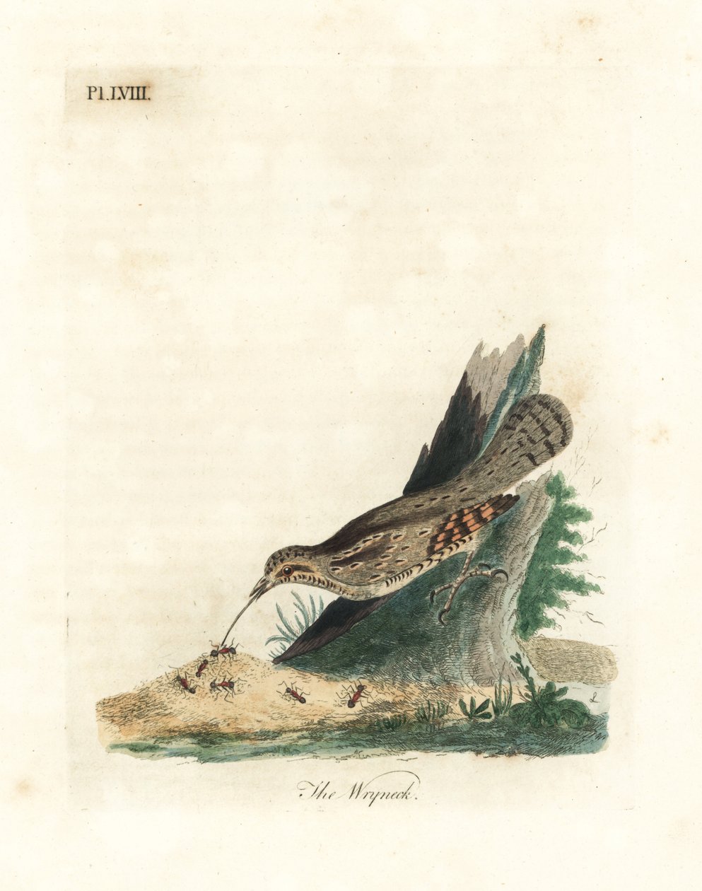 Kręgosłup zwyczajny, Jynx torquilla (Junx torquilla). Ręcznie kolorowany miedzioryt narysowany i grawerowany przez Johna Lathama z jego własnej A General History of Birds, Winchester autorstwa John Latham