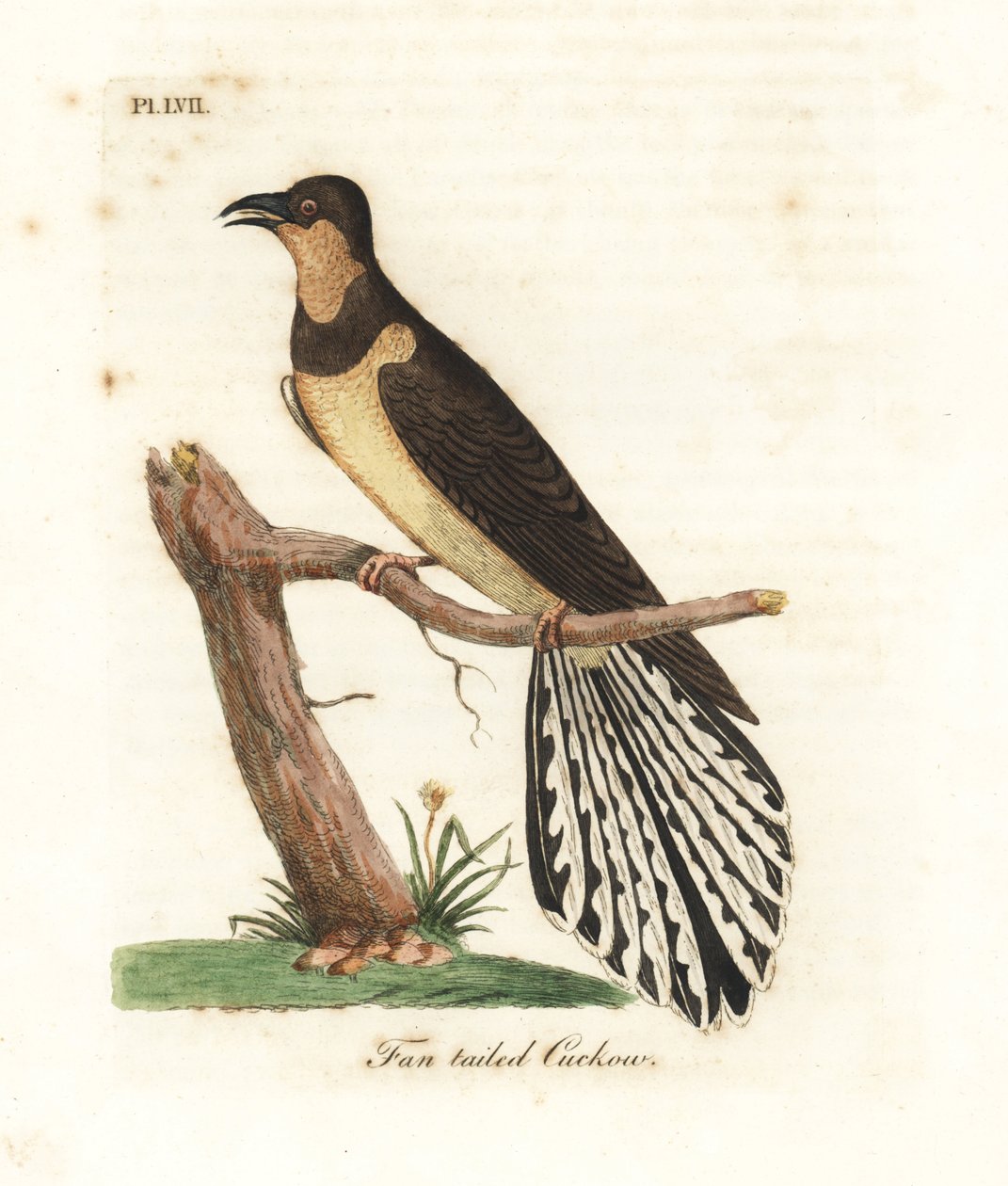 Kukułka wachlarzowata, Cacomantis flabelliformis (Kukułowaty, Cuculus flabelliformis). Ręcznie kolorowany miedzioryt narysowany i grawerowany przez Johna Lathama z jego własnej A General History of Birds, Winchester autorstwa John Latham