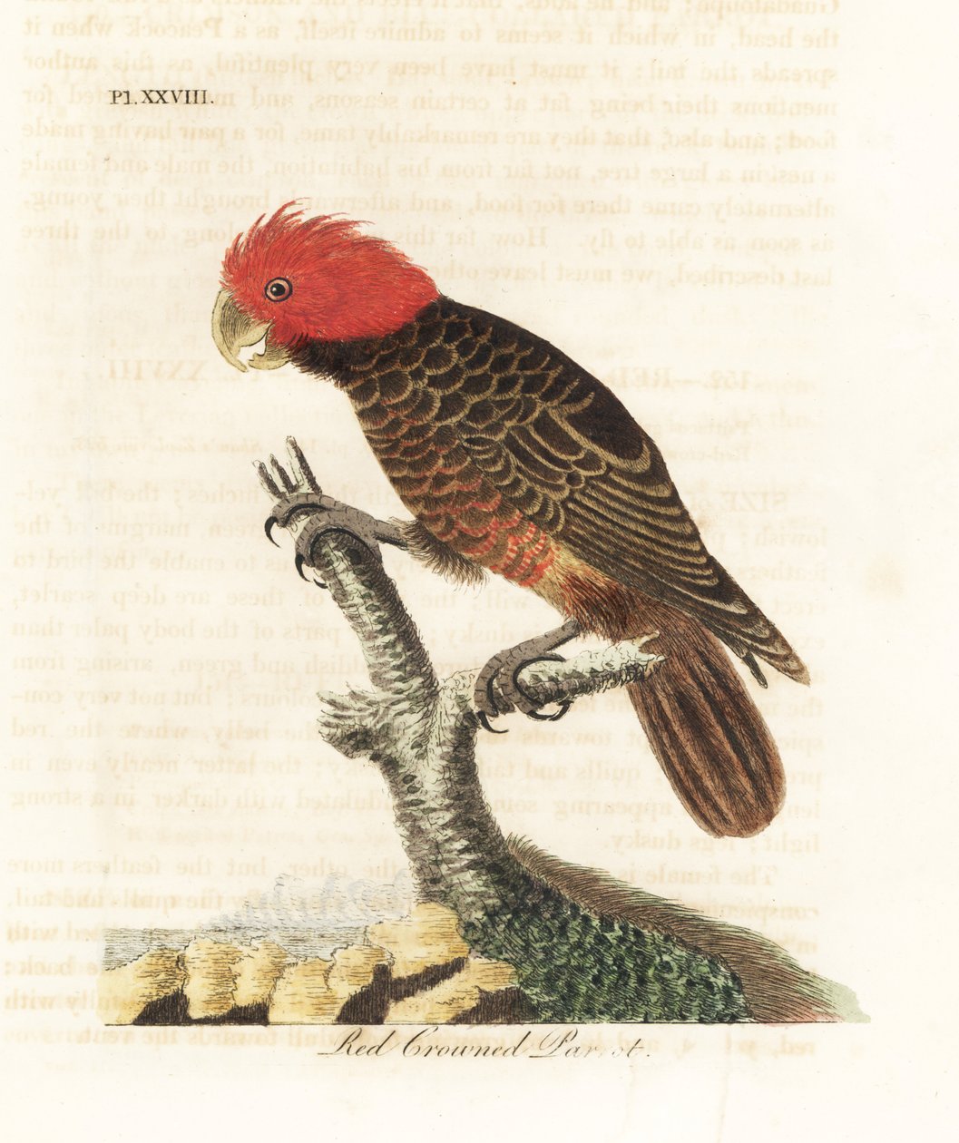 Kakadu zbiorowa, Callocephalon fimbriatum (papuga czerwono-koronkowata, Psittacus galeatus). Ręcznie kolorowany miedzioryt narysowany i grawerowany przez Johna Lathama z jego własnej A General History of Birds, Winchester autorstwa John Latham