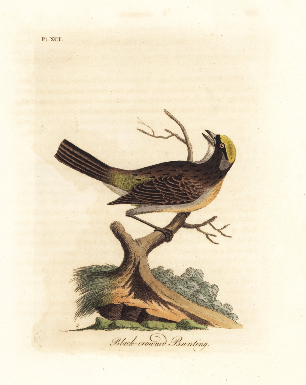 Wróbel złocistokoronowy, Zonotrichia atricapilla (potrzeszcz czarnokoronowy, Emberiza atricapilla). Ręcznie kolorowany miedzioryt narysowany i grawerowany przez Johna Lathama z jego własnej A General History of Birds, Winchester autorstwa John Latham