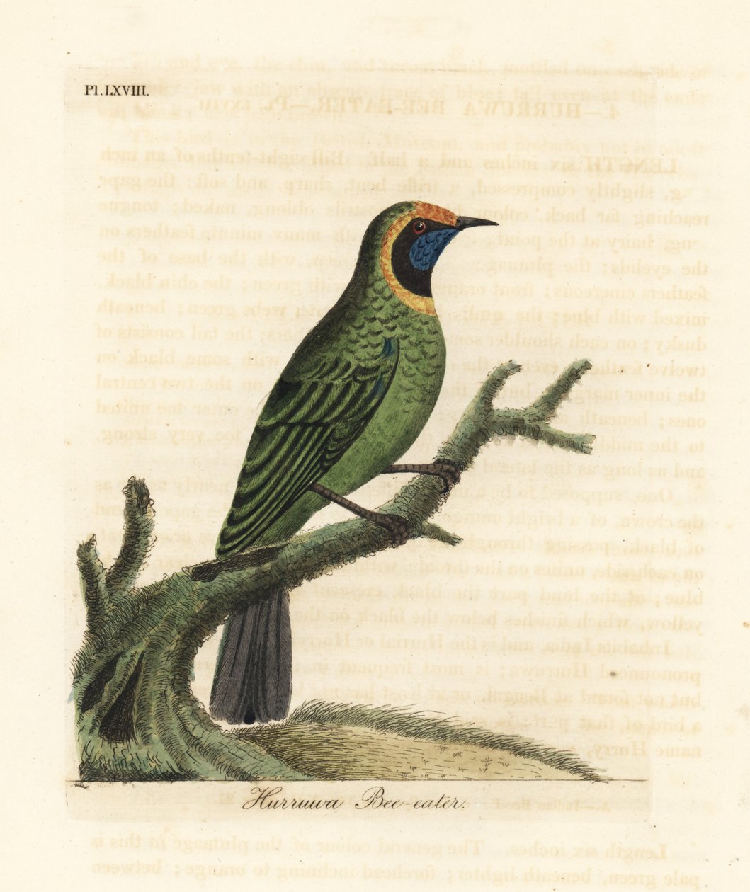 Złotoczelny ptak liściasty , Chloropsis aurifrons. żołna Hurruwa, Indie autorstwa John Latham