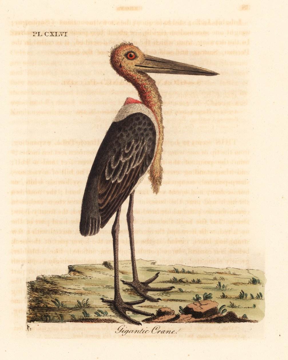 Większy adiutant, wątpliwy Leptoptilos. Zagrożony. (Gigantyczny żuraw, Ardea argala.) Ręcznie barwiony miedzioryt narysowany i grawerowany przez Johna Lathama z jego własnej A General History of Birds, Winchester autorstwa John Latham