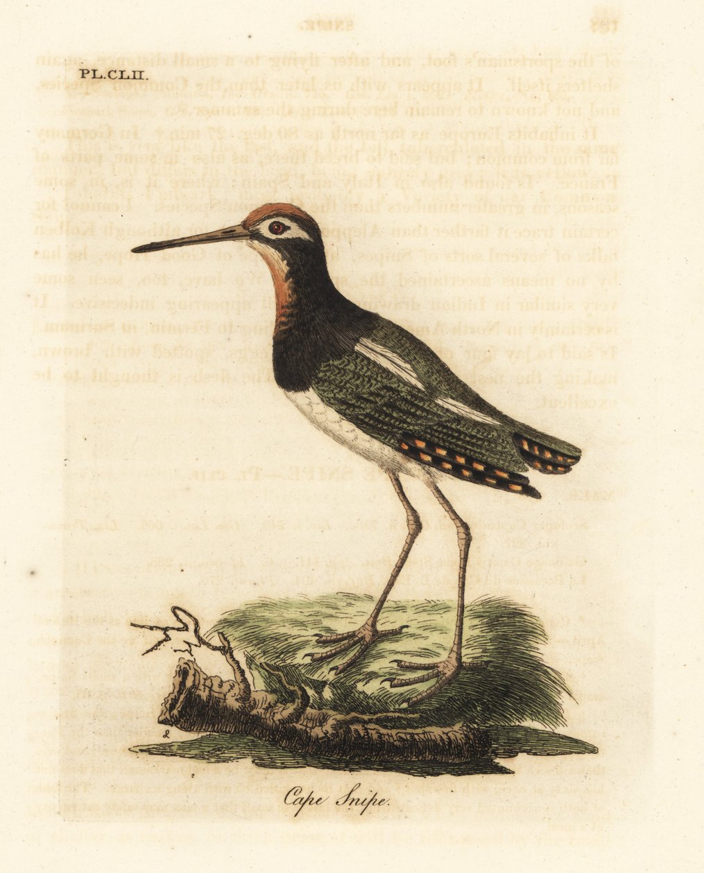 Dubeltówka, Rostratula benghalensis (bekas przylądek, Scolopax capensis). Ręcznie kolorowany miedzioryt narysowany i grawerowany przez Johna Lathama z jego własnej A General History of Birds, Winchester autorstwa John Latham