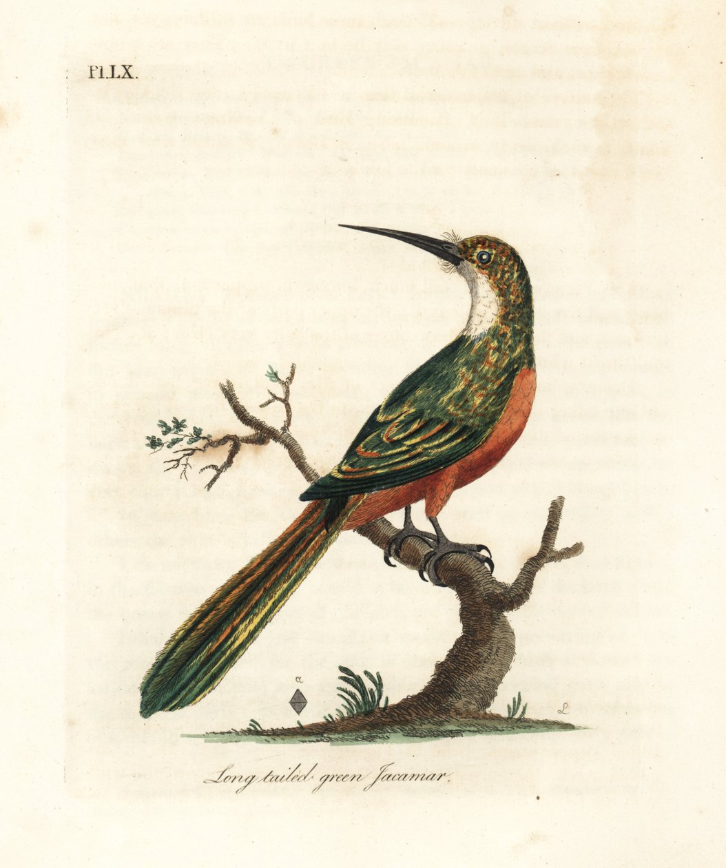 Jakamar zielonoogoniasty, Galbula galbula (Zielony jakamar długoogoniasty, Galbula viridis). Ręcznie kolorowany miedzioryt narysowany i grawerowany przez Johna Lathama z jego własnej A General History of Birds, Winchester autorstwa John Latham