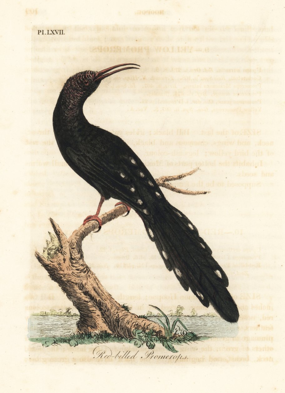 Dudek zielony, Phoeniculus purpureus (Promerops czerwonodzioby, Upupa erythrorynchos). Ręcznie kolorowany miedzioryt narysowany i grawerowany przez Johna Lathama z jego własnej A General History of Birds, Winchester autorstwa John Latham