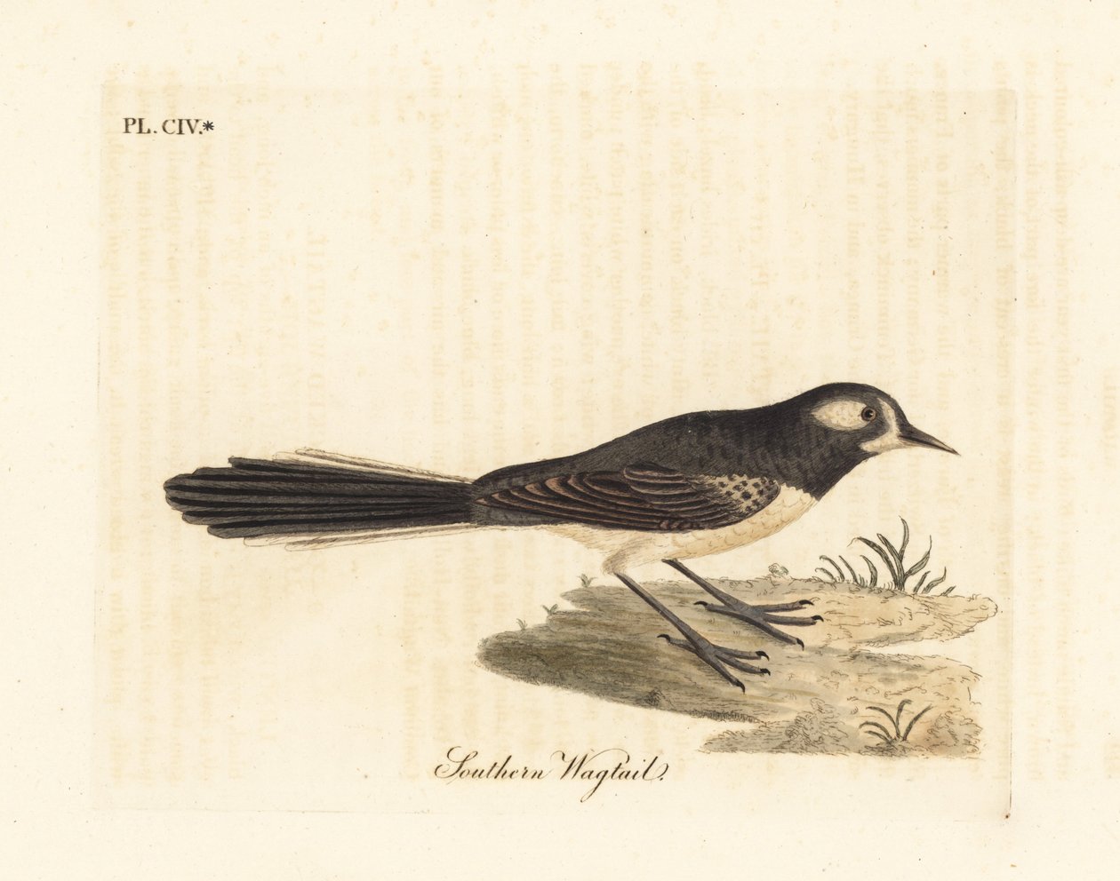 Fantail szary, Rhipidura albiscapa (pliszka południowa, na podstawie obrazu malarza Port Jackson). Ręcznie kolorowany miedzioryt narysowany i grawerowany przez Johna Lathama z jego własnej A General History of Birds, Winchester autorstwa John Latham