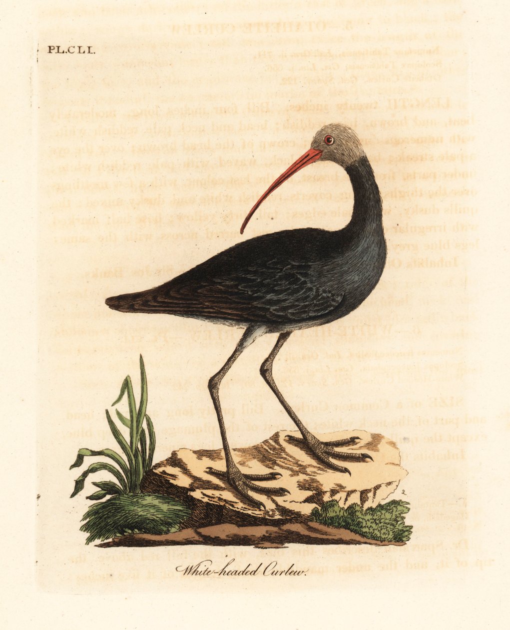 Hadada czy hadeda ibis, Bostrychia hagedash? (Kulik białogłowy, Numenius leucocephalus.) Ręcznie barwiony miedzioryt narysowany i wygrawerowany przez Johna Lathama z jego własnej A General History of Birds, Winchester autorstwa John Latham
