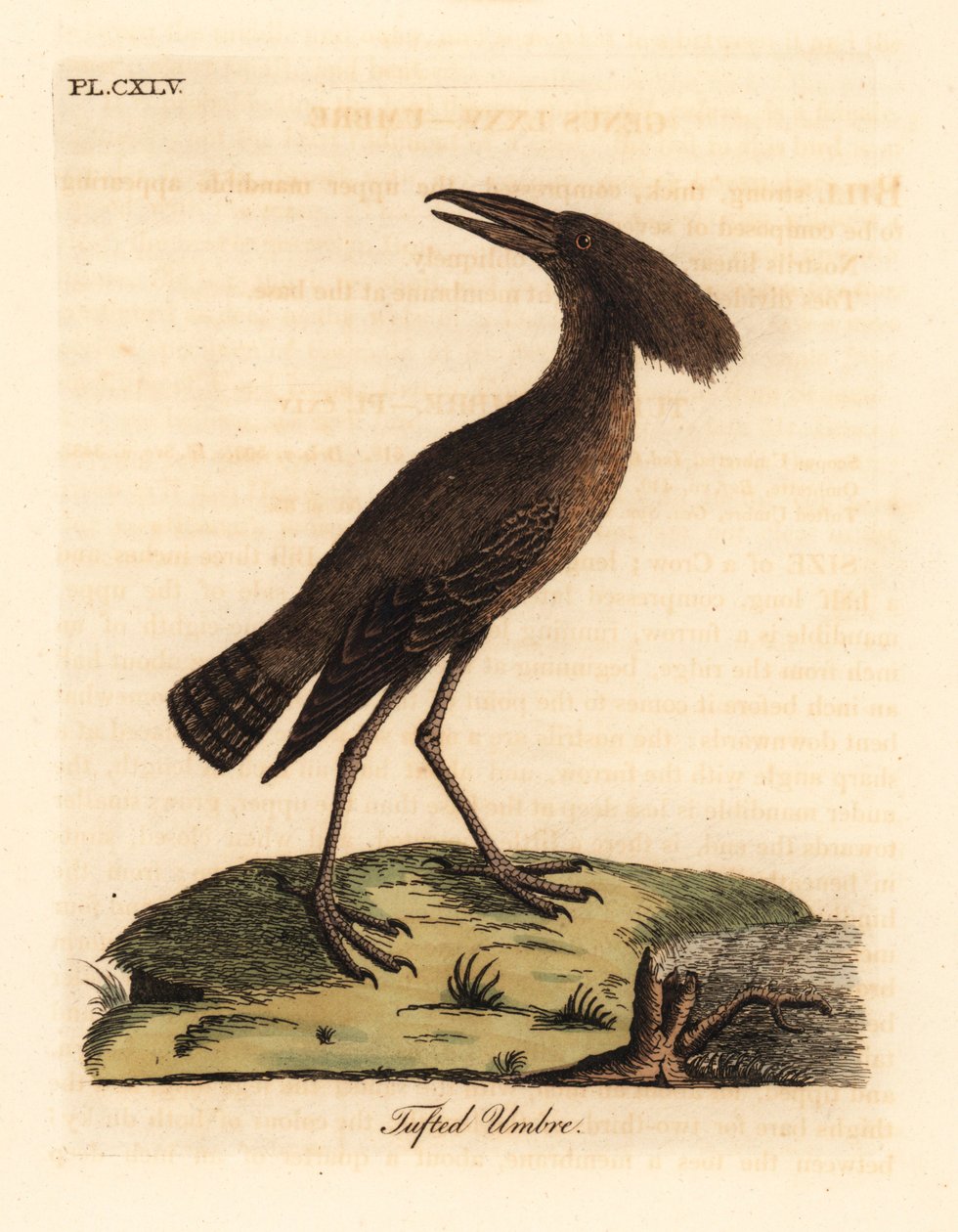 Hamerkop, Scopus umbretta (Umbre czubate). Ręcznie kolorowany miedzioryt narysowany i grawerowany przez Johna Lathama z jego własnej A General History of Birds, Winchester autorstwa John Latham