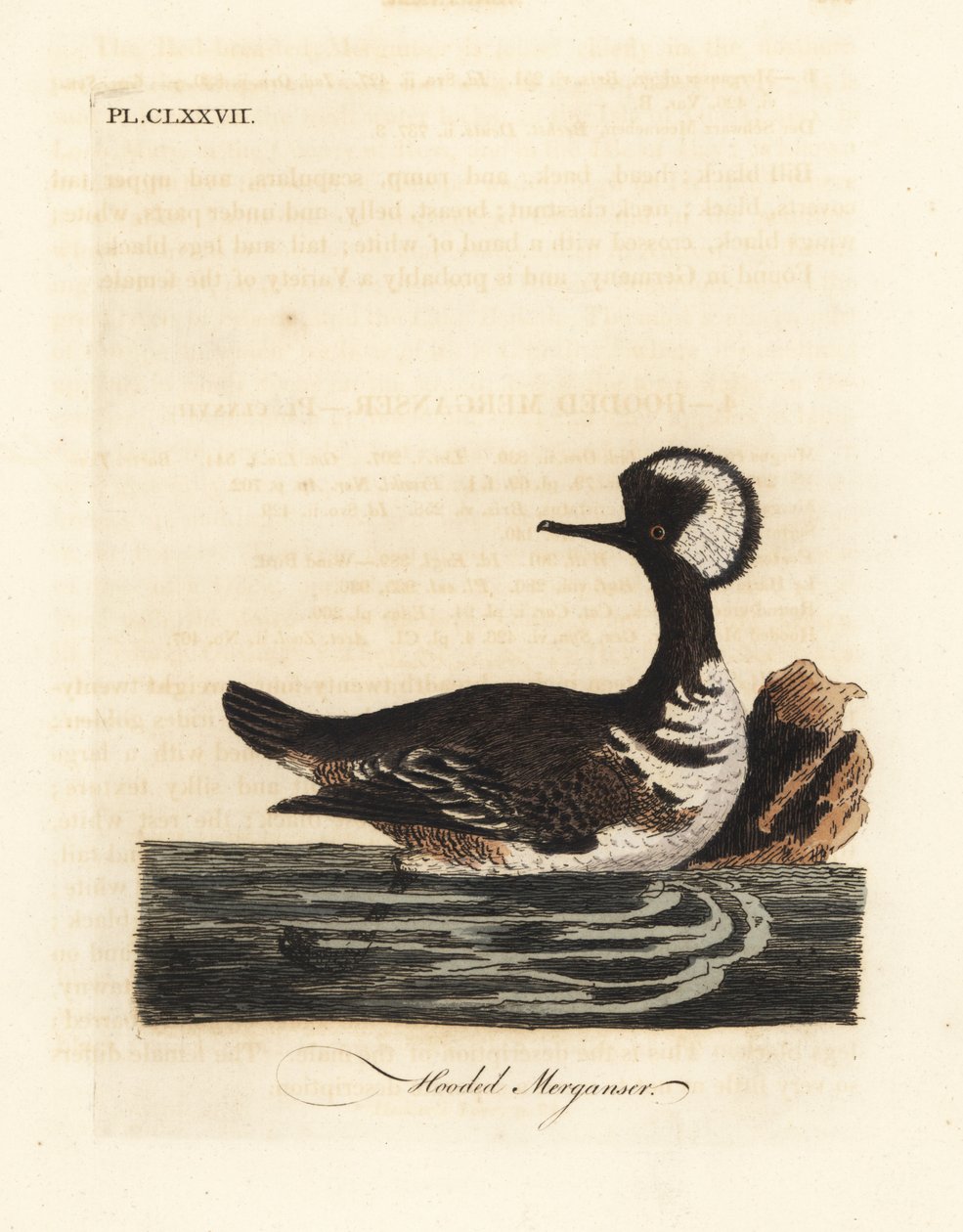 Nurogęś kapturowy, Lophodytes cucullatus (Mergus cucullatus). Ręcznie kolorowany miedzioryt narysowany i grawerowany przez Johna Lathama z jego własnej A General History of Birds, Winchester autorstwa John Latham