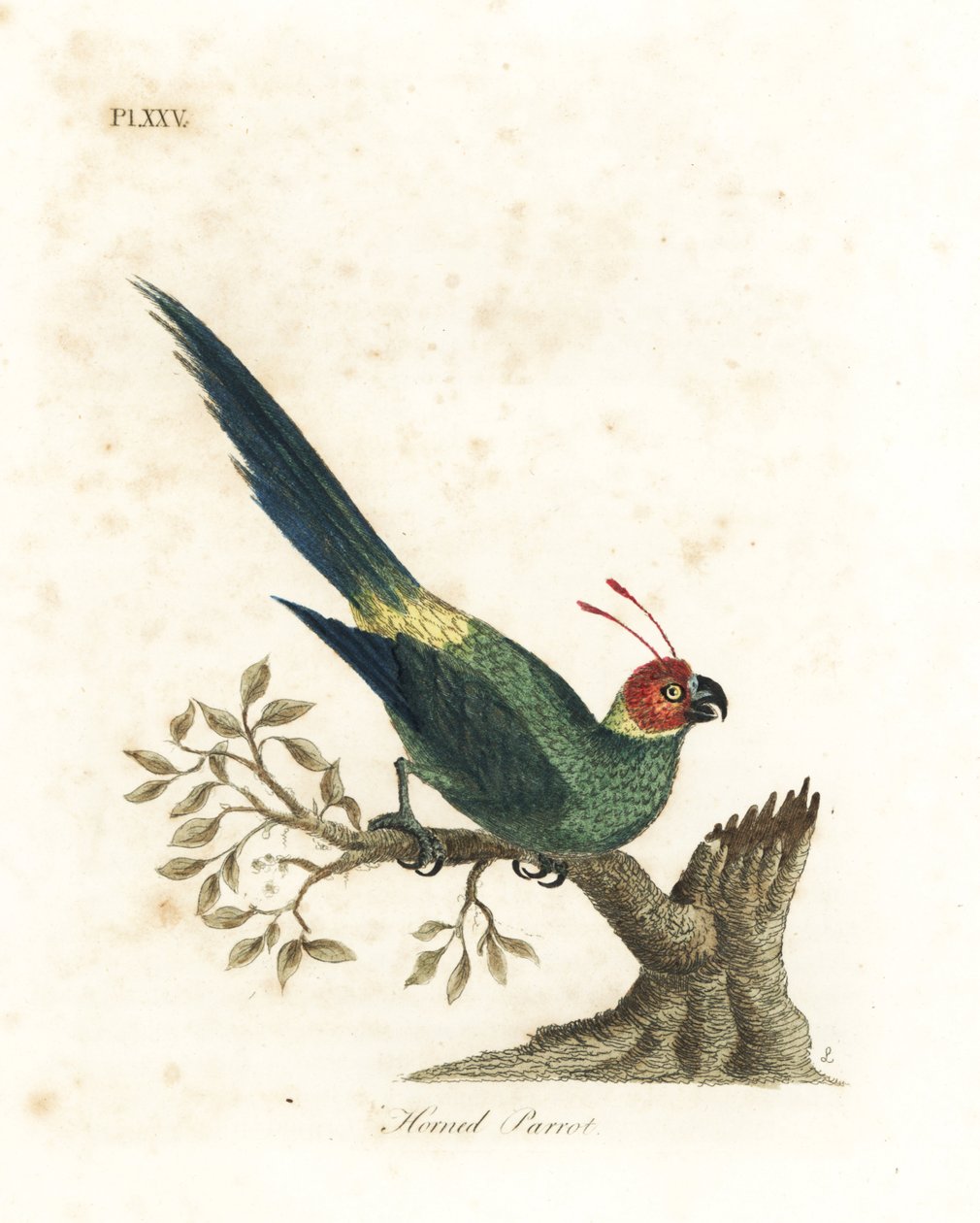 Papuga rogata , Eunymphicus cornutus. Wrażliwy (Papuga rogata, Psittacus bisetis.) Ręcznie barwiony miedzioryt narysowany i grawerowany przez Johna Lathama z jego własnej A General History of Birds, Winchester autorstwa John Latham
