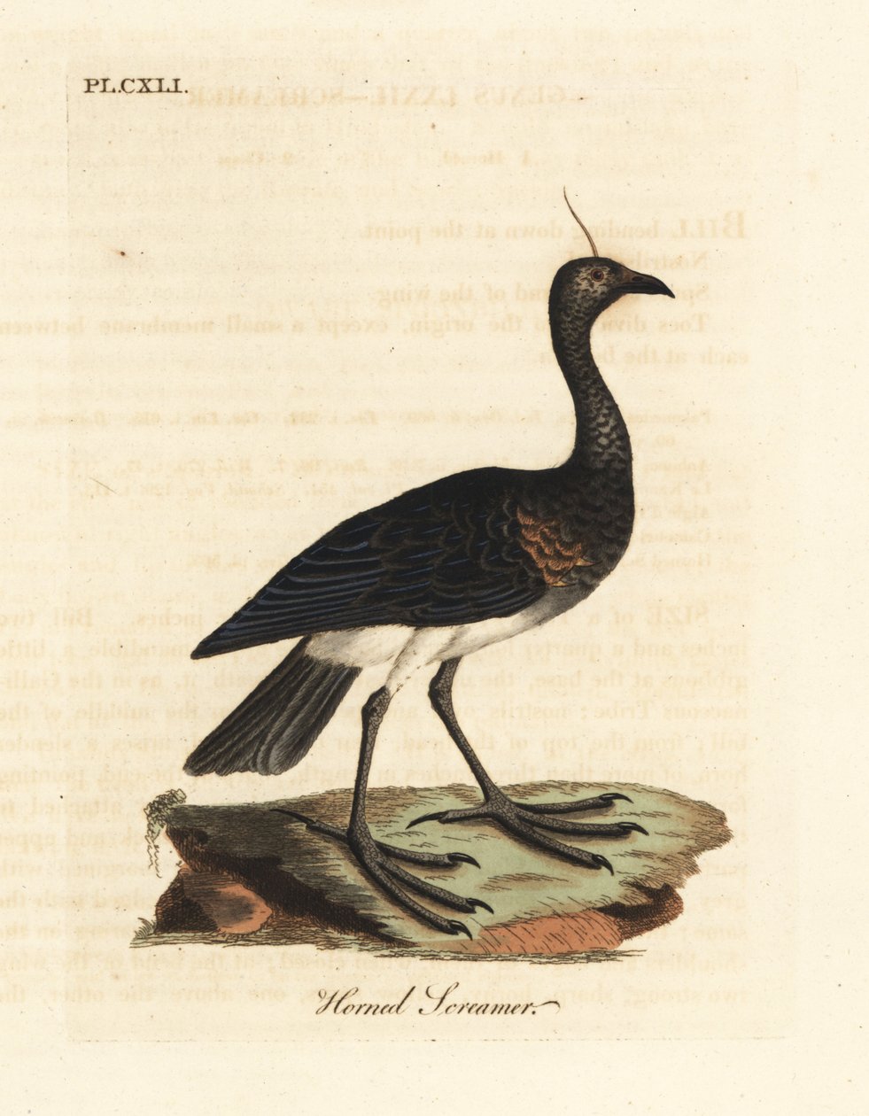 Rogaty krzykacz, Anhima cornuta (Palamedea cornuta). Ręcznie kolorowany miedzioryt narysowany i grawerowany przez Johna Lathama z jego własnej A General History of Birds, Winchester autorstwa John Latham