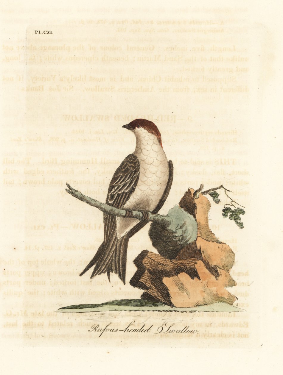 Indyjska jaskółka urwiska, Petrochelidon fluvicola. (Jaskółka z głową Rufosa, Hirundo indica.) Ręcznie barwiony miedzioryt narysowany i grawerowany przez Johna Lathama z jego własnej A General History of Birds, Winchester autorstwa John Latham