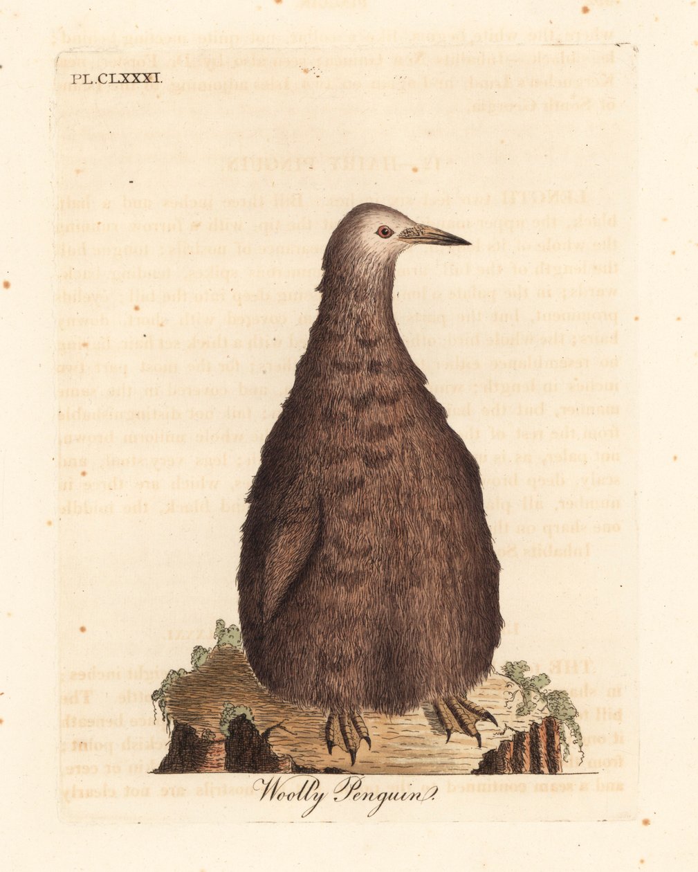 Pingwin królewski, Aptenodytes patagonicus, młodociany (pingwin włochaty). Ręcznie kolorowany miedzioryt narysowany i grawerowany przez Johna Lathama z jego własnej A General History of Birds, Winchester autorstwa John Latham