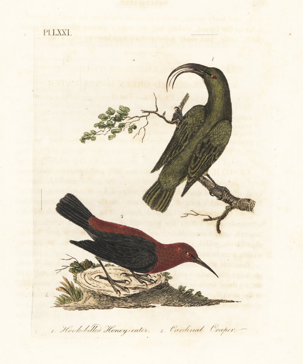 Akialoa mała, Hemignathus obscurus (wymarła) i myzomela kardynalna, Myzomela cardinalis. (Zielony miodożer haczykowaty, Certhia obscura, pochodząca z Hawajów i kardynał miodożerny, Certhia cardinalis, pochodząca z Tanna, Vanuatu.) Ręcznie barwiony miedzior autorstwa John Latham