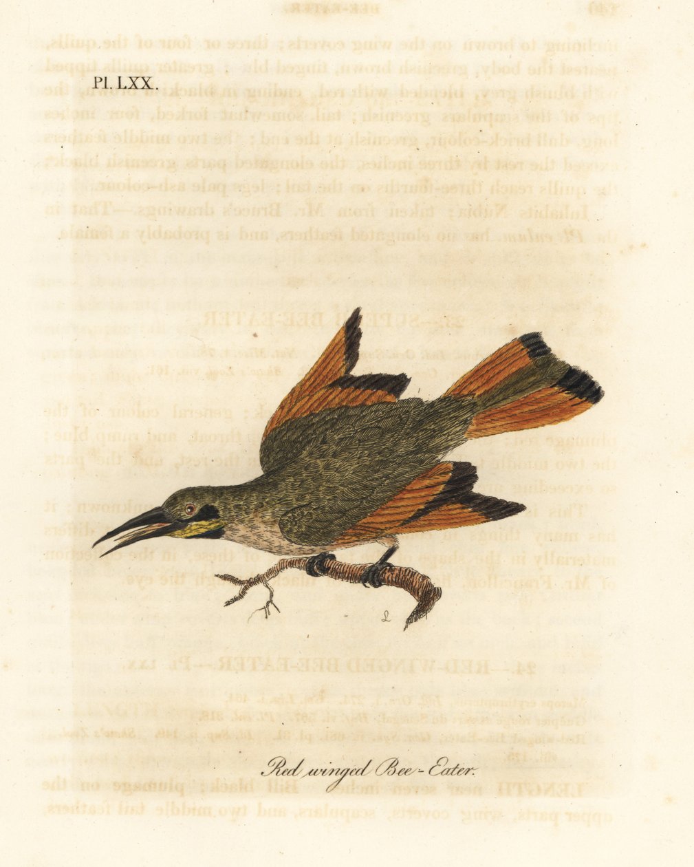 Żołna mała, Merops pusillus (żołna czerwonoskrzydła, Merops erythropterus). Afryka. Ręcznie kolorowany miedzioryt narysowany i grawerowany przez Johna Lathama z jego własnej A General History of Birds, Winchester autorstwa John Latham