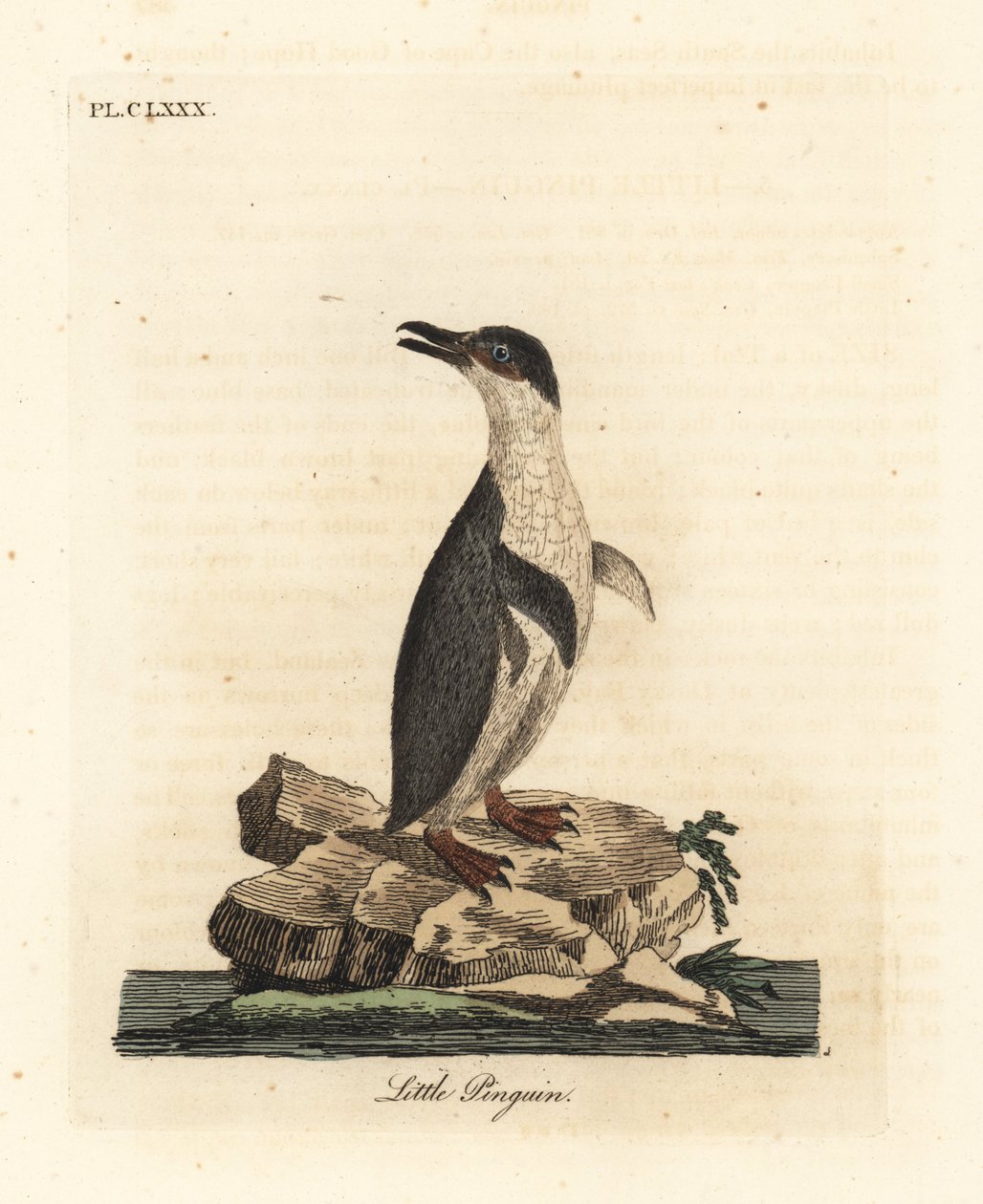 Mały pingwin, Eudyptula minor lub pingwin z białymi płetwami, Eudyptula minor albosignata (Aptenodytes minor). Ręcznie kolorowany miedzioryt narysowany i grawerowany przez Johna Lathama z jego własnej A General History of Birds, Winchester autorstwa John Latham