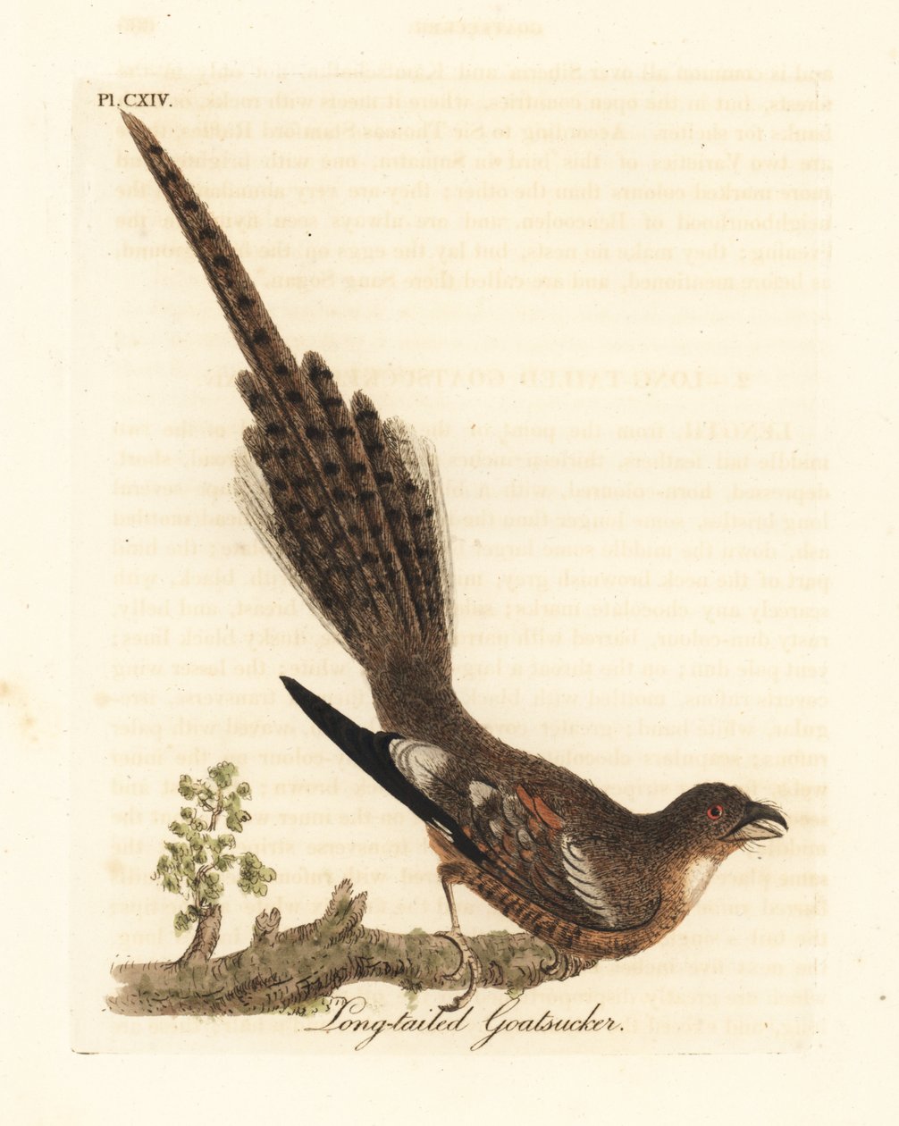 Lelek długoogoniasty , Caprimulgus climacurus (Kózka długoogoniasta). Ręcznie kolorowany miedzioryt narysowany i grawerowany przez Johna Lathama z jego własnej A General History of Birds, Winchester autorstwa John Latham