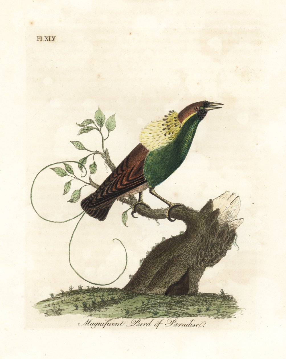 Wspaniały rajski ptak, Diphyllodes magnificus (Paradisea magnifica). Ręcznie kolorowany miedzioryt narysowany i grawerowany przez Johna Lathama z jego własnej A General History of Birds, Winchester autorstwa John Latham