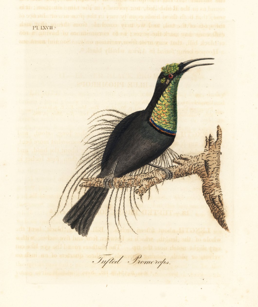 Wspaniały strzelec , Ptiloris magnificus ( Promerops czubaty ). Narysowany z okazu w Bullock