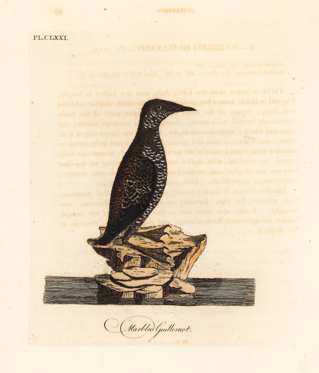 Murrelet marmurkowy, Brachyramphus marmoratus. Zagrożony. (Murrelet marmurkowy, Uria marmorata). Ręcznie kolorowany miedzioryt narysowany i grawerowany przez Johna Lathama z jego własnej A General History of Birds, Winchester autorstwa John Latham