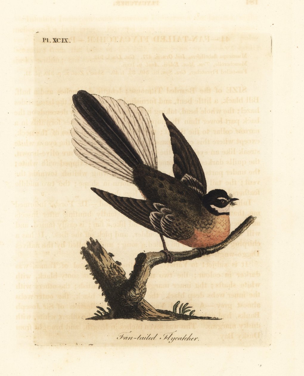 Nowozelandzki Fantail, Rhipidura fuliginosa (Muchołówka). Ręcznie kolorowany miedzioryt narysowany i grawerowany przez Johna Lathama z jego własnej A General History of Birds, Winchester autorstwa John Latham