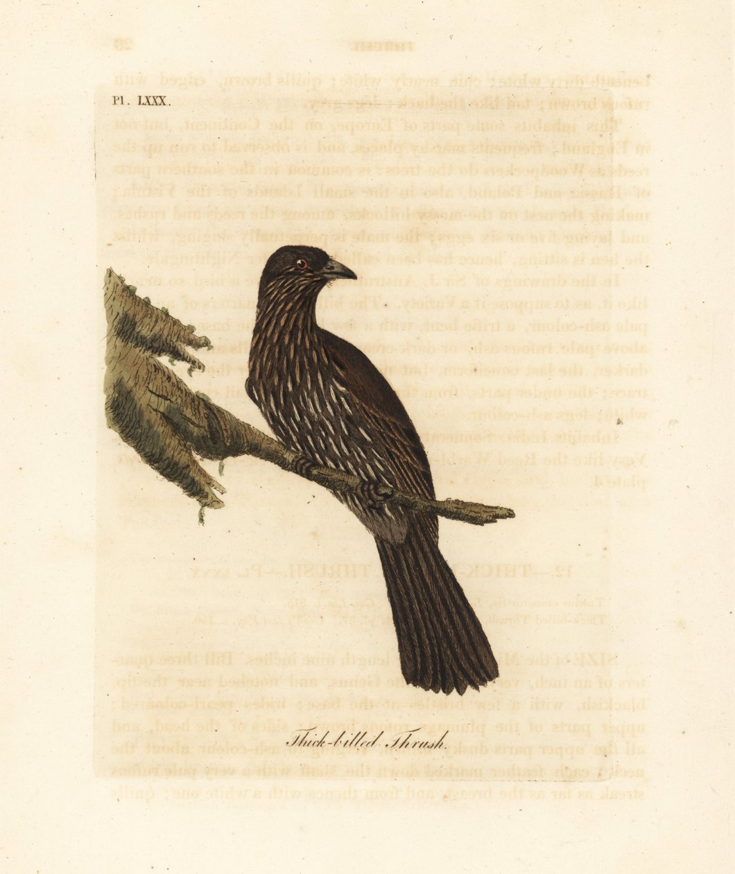 Nowa Zelandia Wyspa Południowa piopio, Turnagra capensis. Wyginąć. (drozd grubodzioby, Turdus crassirostris.) Ręcznie barwiony miedzioryt narysowany i grawerowany przez Johna Lathama z jego własnej A General History of Birds, Winchester autorstwa John Latham
