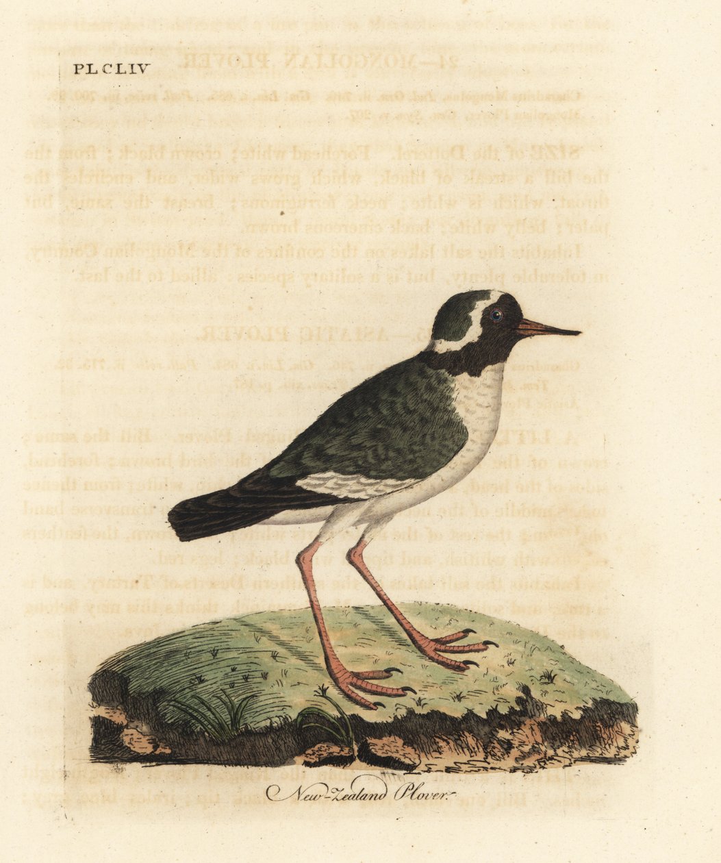 Sieweczka nowozelandzka , Charadrius niejasna ( Charadrius novae Zealandiae ). Zagrożony. Ręcznie kolorowany miedzioryt narysowany i grawerowany przez Johna Lathama z jego własnej A General History of Birds, Winchester autorstwa John Latham