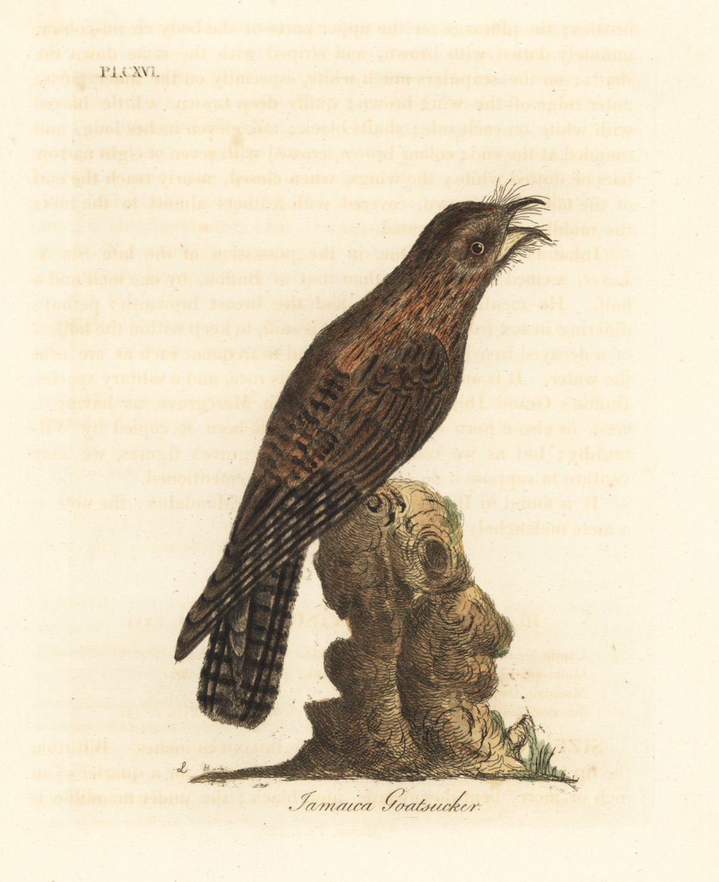 Północny potoo, Nyctibius jamaicensis (jamajski kozi kadzidło, Caprimulgus jamaicensis). Ręcznie kolorowany miedzioryt narysowany i grawerowany przez Johna Lathama z jego własnej A General History of Birds, Winchester autorstwa John Latham