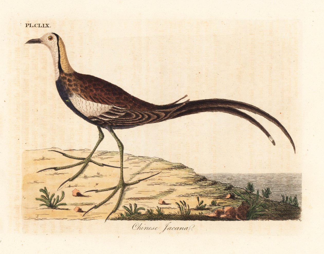 Jacana bażantowa, Hydrophasianus surgus (jacana chińska, Parra sinensis). Ręcznie kolorowany miedzioryt narysowany i grawerowany przez Johna Lathama z jego własnej A General History of Birds, Winchester autorstwa John Latham