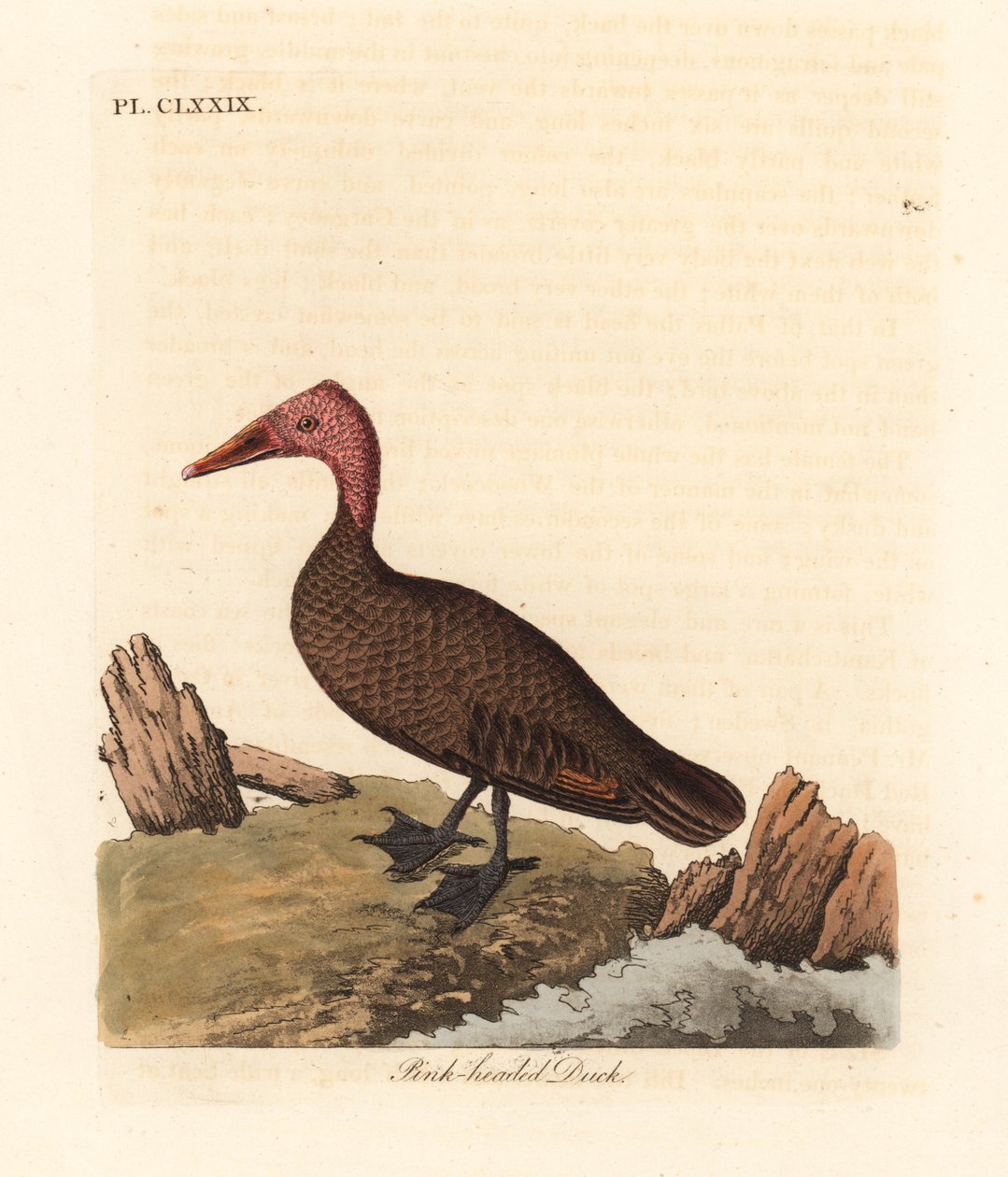 Kaczka różowa, Rhodonessa caryophyllacea (Anas caryophyllacea). Wymarły od lat 50. XX wieku. Ręcznie kolorowany miedzioryt narysowany i grawerowany przez Johna Lathama z jego własnej A General History of Birds, Winchester autorstwa John Latham