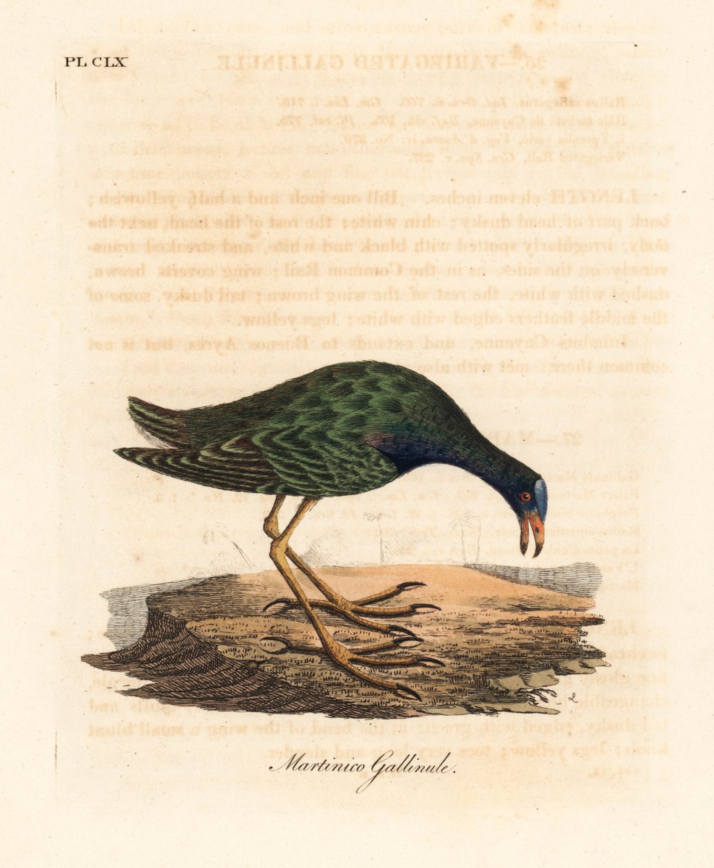 Purpurowa gallinule, Porphyrio martinicus (Martinico gallinule, Gallinula martinica). Ręcznie kolorowany miedzioryt narysowany i grawerowany przez Johna Lathama z jego własnej A General History of Birds, Winchester autorstwa John Latham