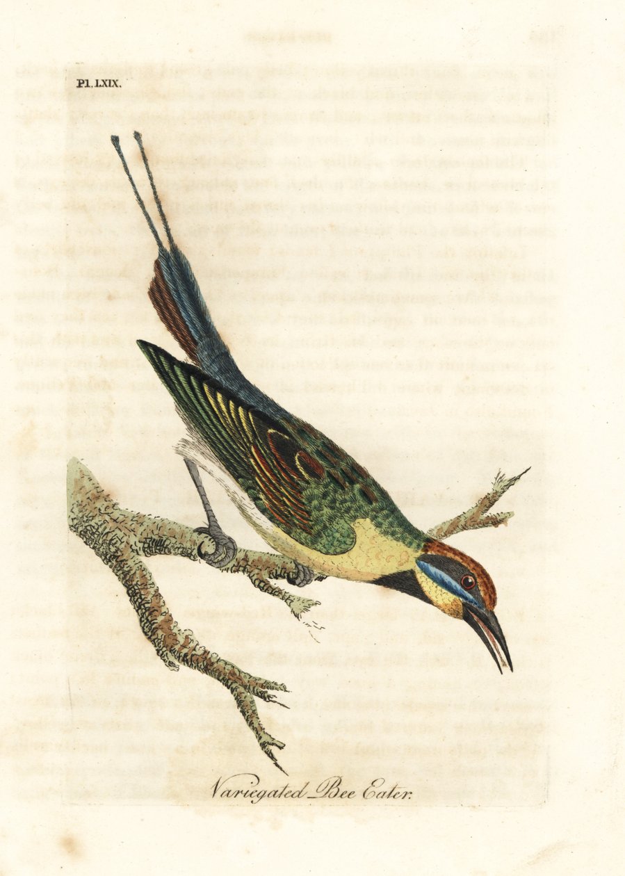 Żołna tęczowa, merops ornatus (żołna pstrokata). Australia. Ręcznie kolorowany miedzioryt narysowany i grawerowany przez Johna Lathama z jego własnej A General History of Birds, Winchester autorstwa John Latham