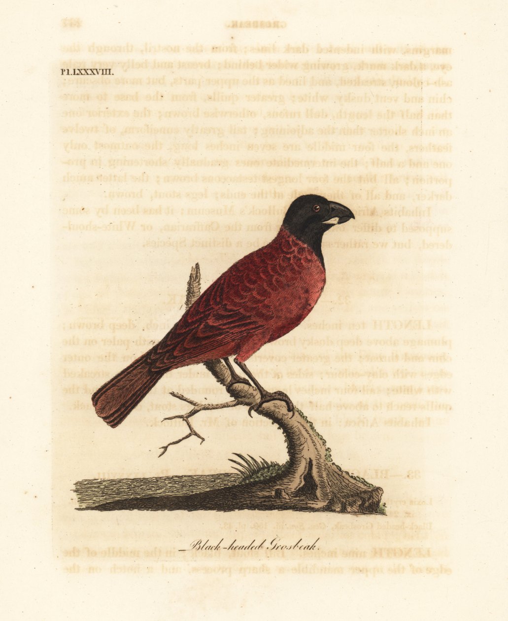 Czerwono-czarny grubodziób, Periporphyrus erythromelas. Prawie zagrożony. (Czarnogłowy grubodziób, Loxia erythromelas.) Ręcznie barwiony miedzioryt narysowany i grawerowany przez Johna Lathama z jego własnej A General History of Birds, Winchester autorstwa John Latham