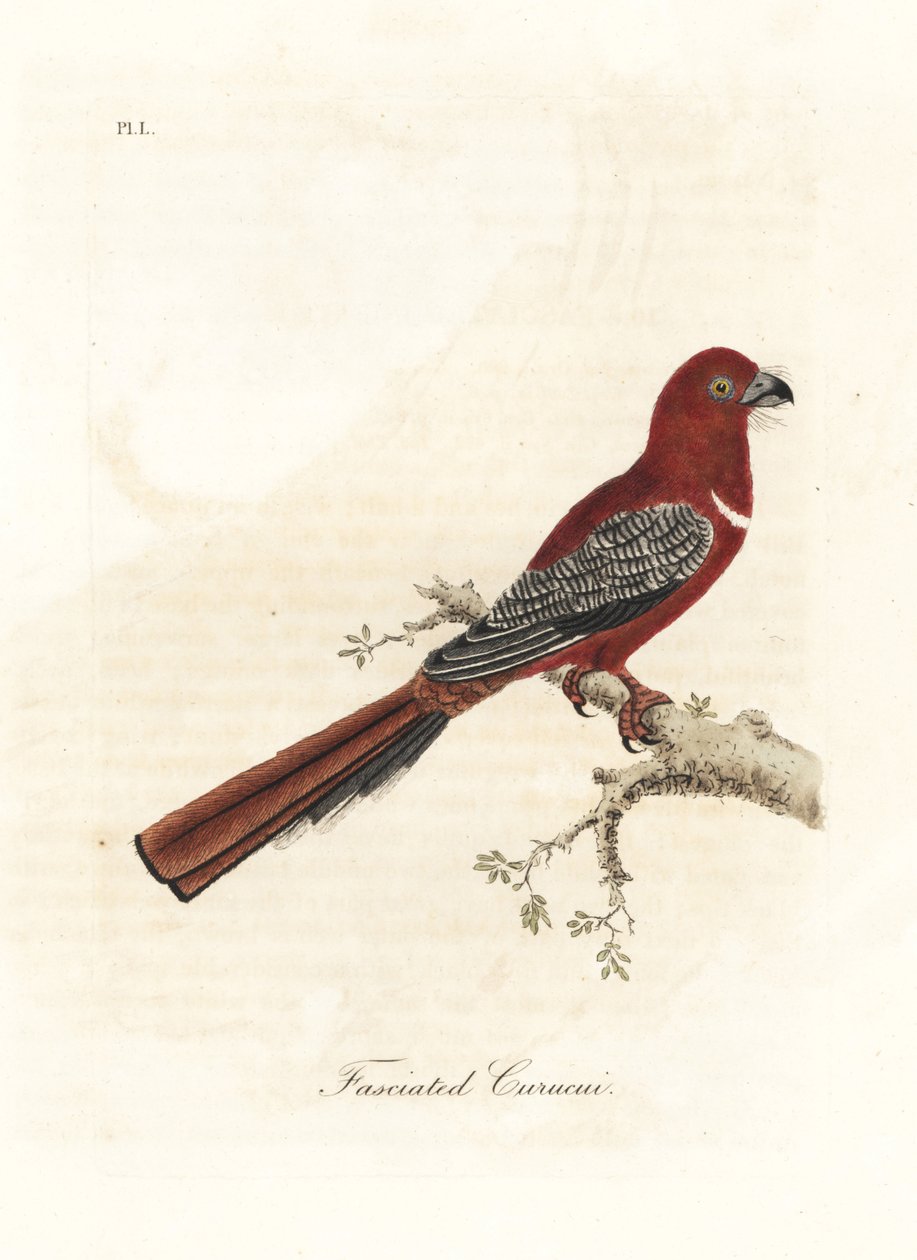 Trogon rudogłowy, Harpactes erythrocephalus (Fasciated curucui, Trogon fasciatus). Ręcznie kolorowany miedzioryt narysowany i grawerowany przez Johna Lathama z jego własnej A General History of Birds, Winchester autorstwa John Latham