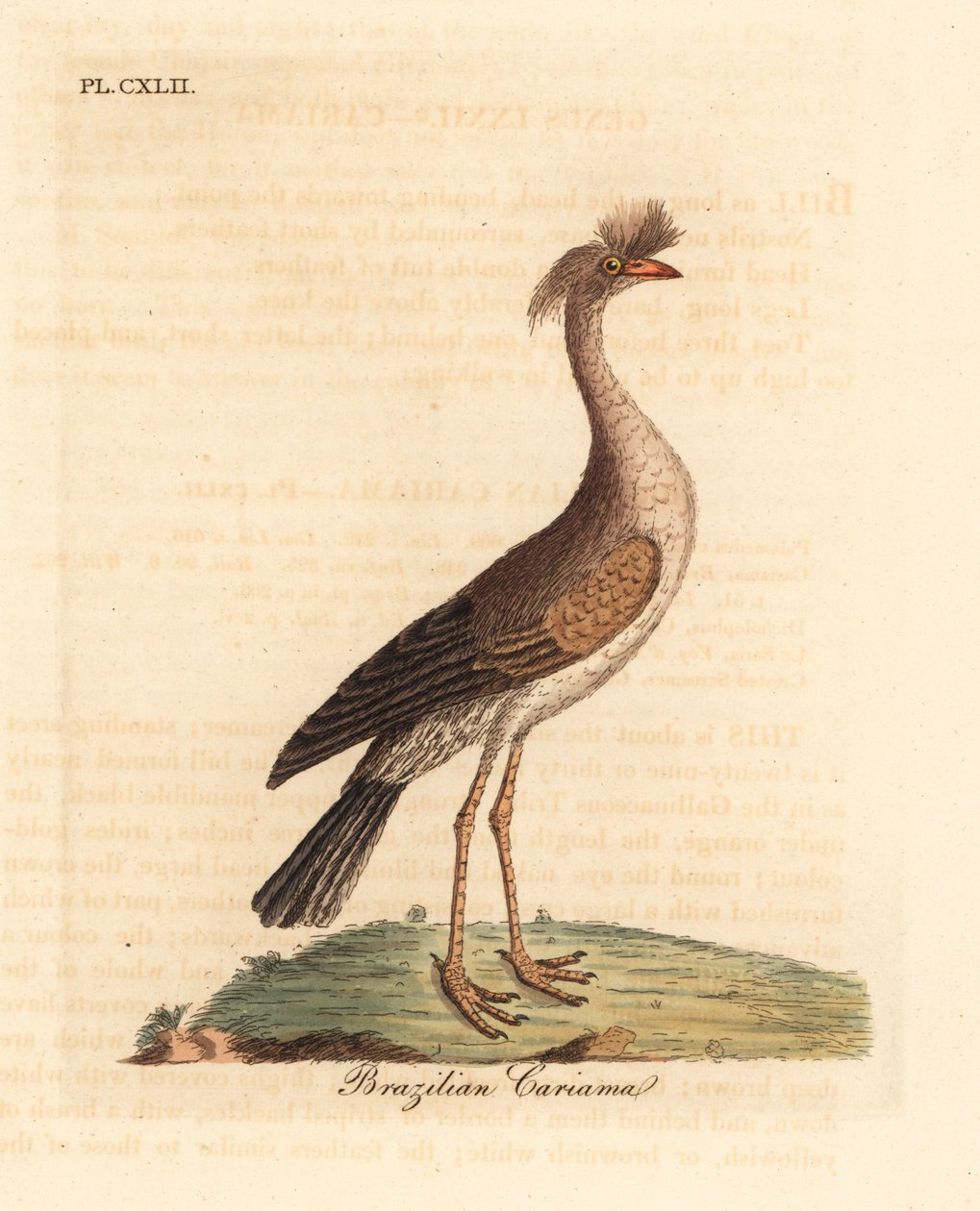 Czerwononogi seriema lub czubaty cariama, Cariama cristata (brazylijska cariama, Palamedea cristata). Ręcznie kolorowany miedzioryt narysowany i grawerowany przez Johna Lathama z jego własnej A General History of Birds, Winchester autorstwa John Latham