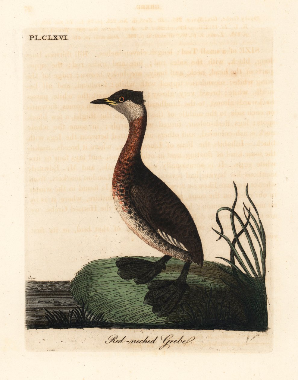Perkoz rdzawoszyi , Podiceps grisegena (Podiceps rubricollis). Ręcznie kolorowany miedzioryt narysowany i grawerowany przez Johna Lathama z jego własnej A General History of Birds, Winchester autorstwa John Latham