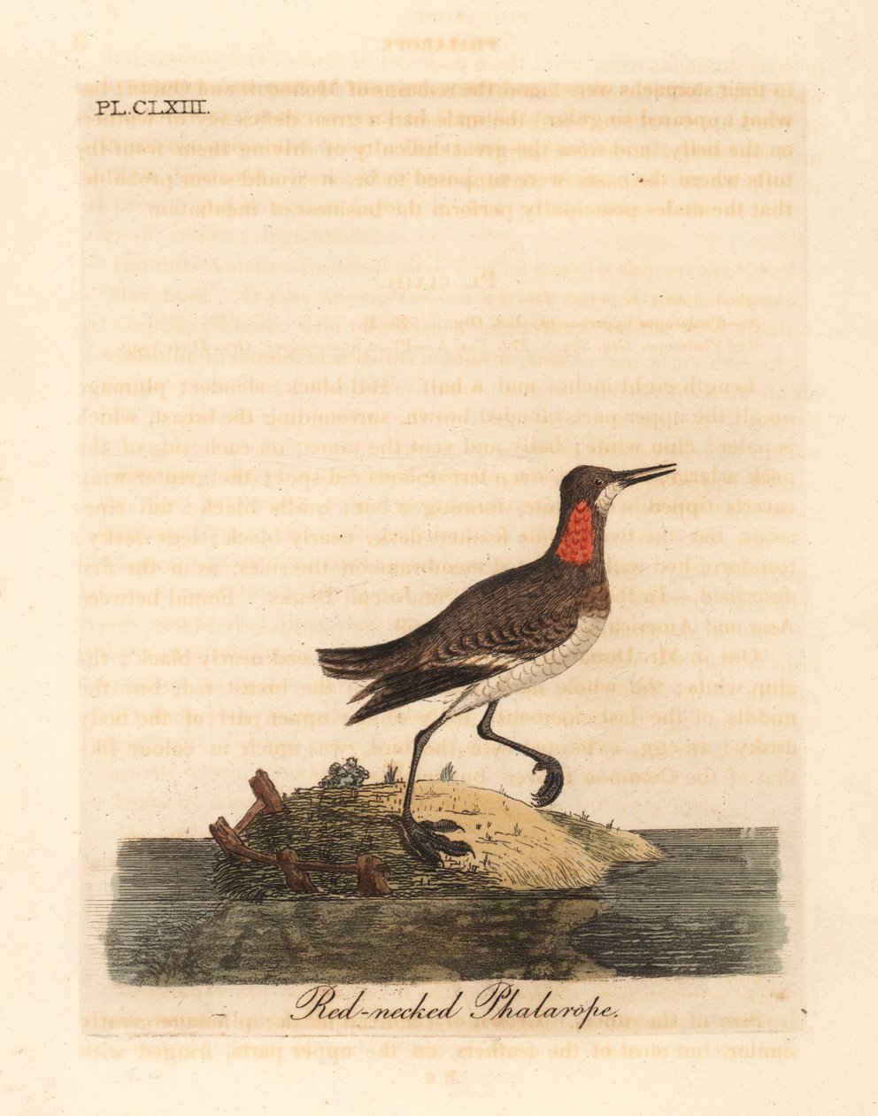 Phalaropus z czerwoną szyjką, Phalaropus lobatus (Phalaropus hyperboreus). Ręcznie kolorowany miedzioryt narysowany i grawerowany przez Johna Lathama z jego własnej A General History of Birds, Winchester autorstwa John Latham