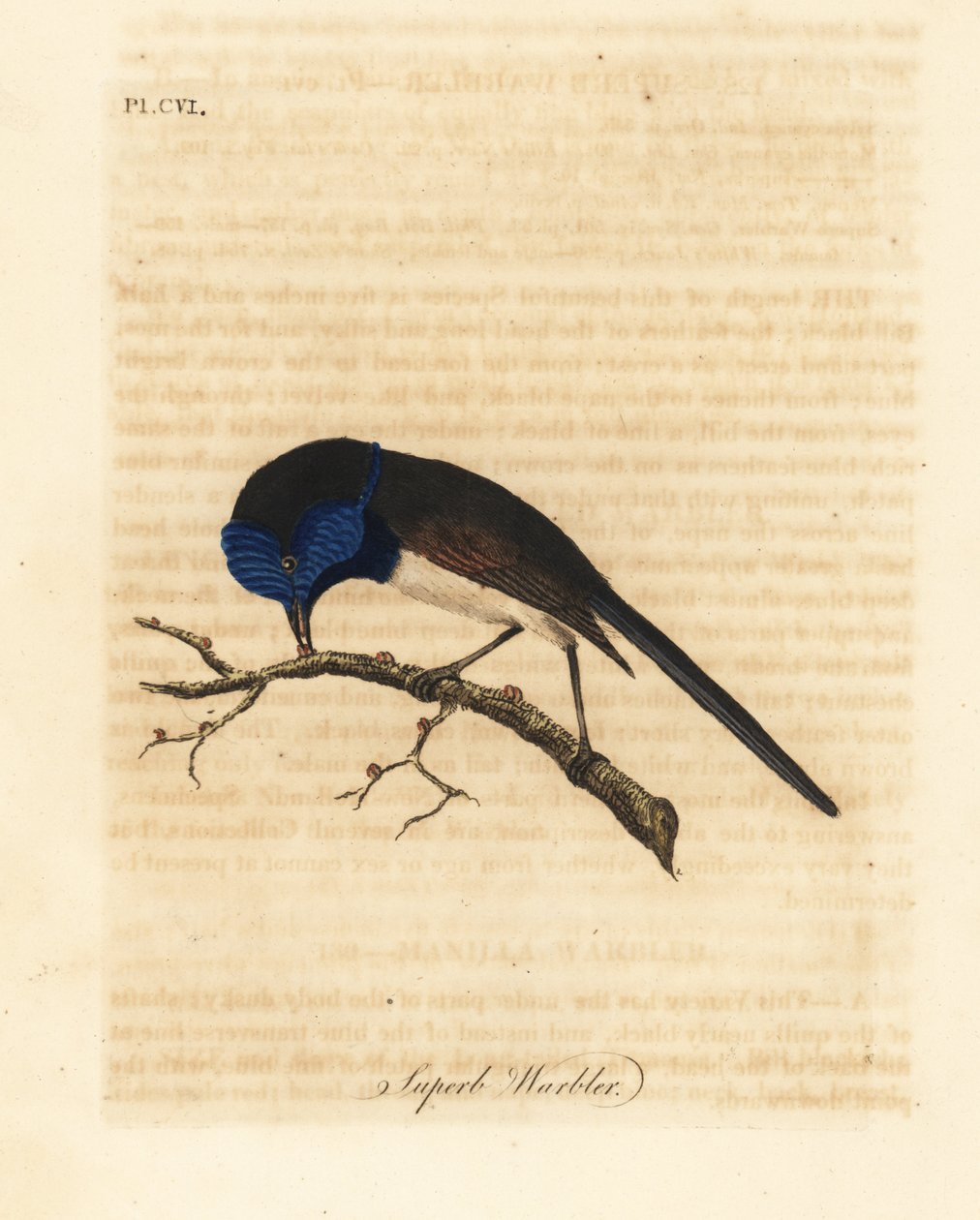Wróżka czerwonoskrzydła, Malurus elegans (świetna gajówka, Sylvia cyanea). Ręcznie kolorowany miedzioryt narysowany i grawerowany przez Johna Lathama z jego własnej A General History of Birds, Winchester autorstwa John Latham