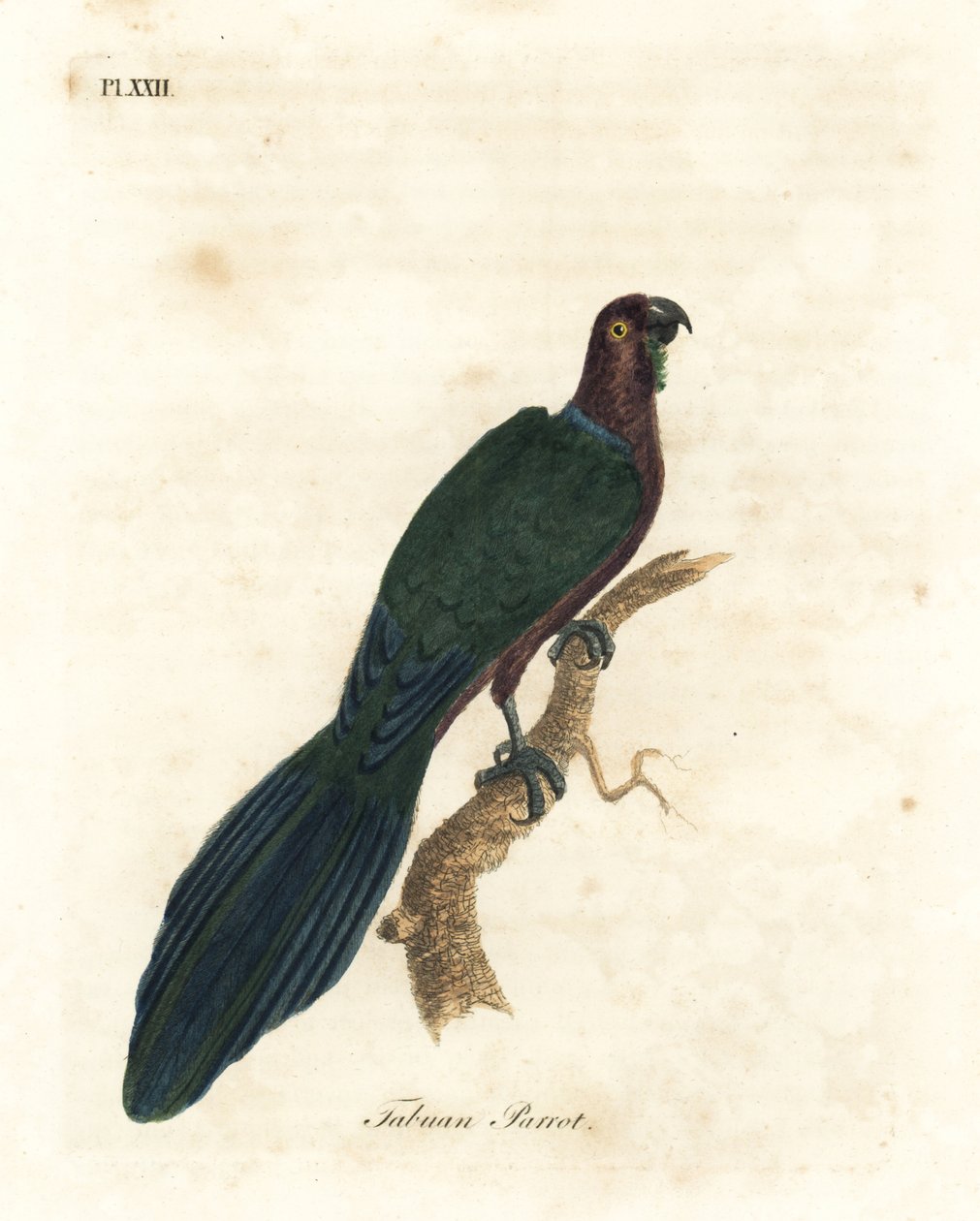 Czerwona świecąca papuga, Pyrrhulopsis tabuensis (papuga tabuan, Psittacus tabuensis). Ręcznie kolorowany miedzioryt narysowany i grawerowany przez Johna Lathama z jego własnej A General History of Birds, Winchester autorstwa John Latham