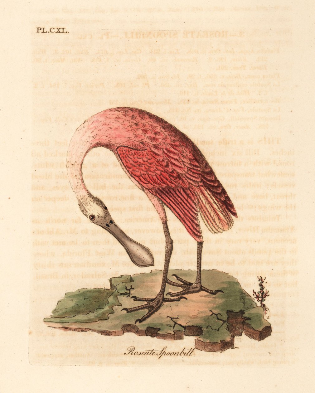 Warzęcha różowa, Platalea ajaja. Ręcznie kolorowany miedzioryt narysowany i grawerowany przez Johna Lathama z jego własnej A General History of Birds, Winchester autorstwa John Latham