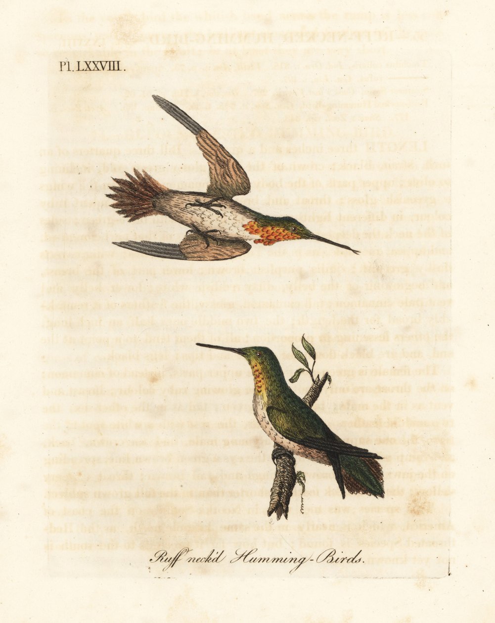Rufous hummingbird, Selasphorus rufus (kolibry kryzowate, Trochilus collaris). Mężczyzna i kobieta. Ręcznie kolorowany miedzioryt narysowany i grawerowany przez Johna Lathama z jego własnej A General History of Birds, Winchester autorstwa John Latham