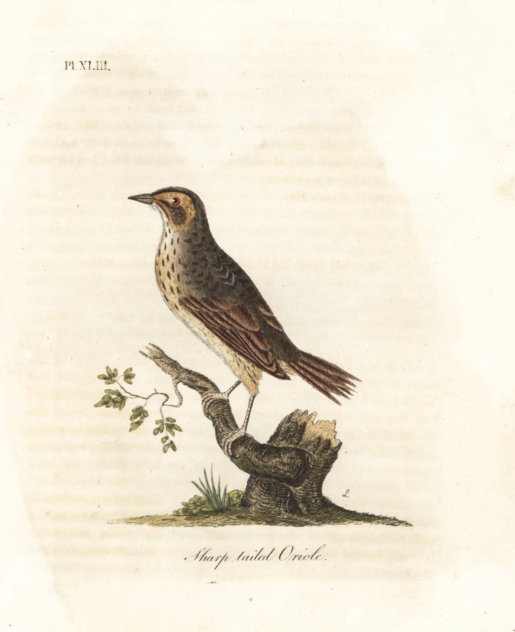 Wróbel błotny , Ammodramus caudacutus. Wrażliwy. (Oriolus caudacutus). Ręcznie barwiony miedzioryt narysowany i wygrawerowany przez Johna Lathama z jego własnej A General History of Birds, Winchester autorstwa John Latham