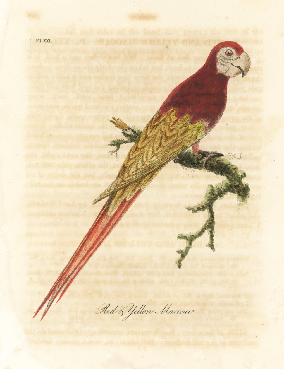 Ara szkarłatna, Ara macao (Czerwona i żółta ara, Macrocercus aracanga). Ręcznie kolorowany miedzioryt narysowany i grawerowany przez Johna Lathama z jego własnej A General History of Birds, Winchester autorstwa John Latham