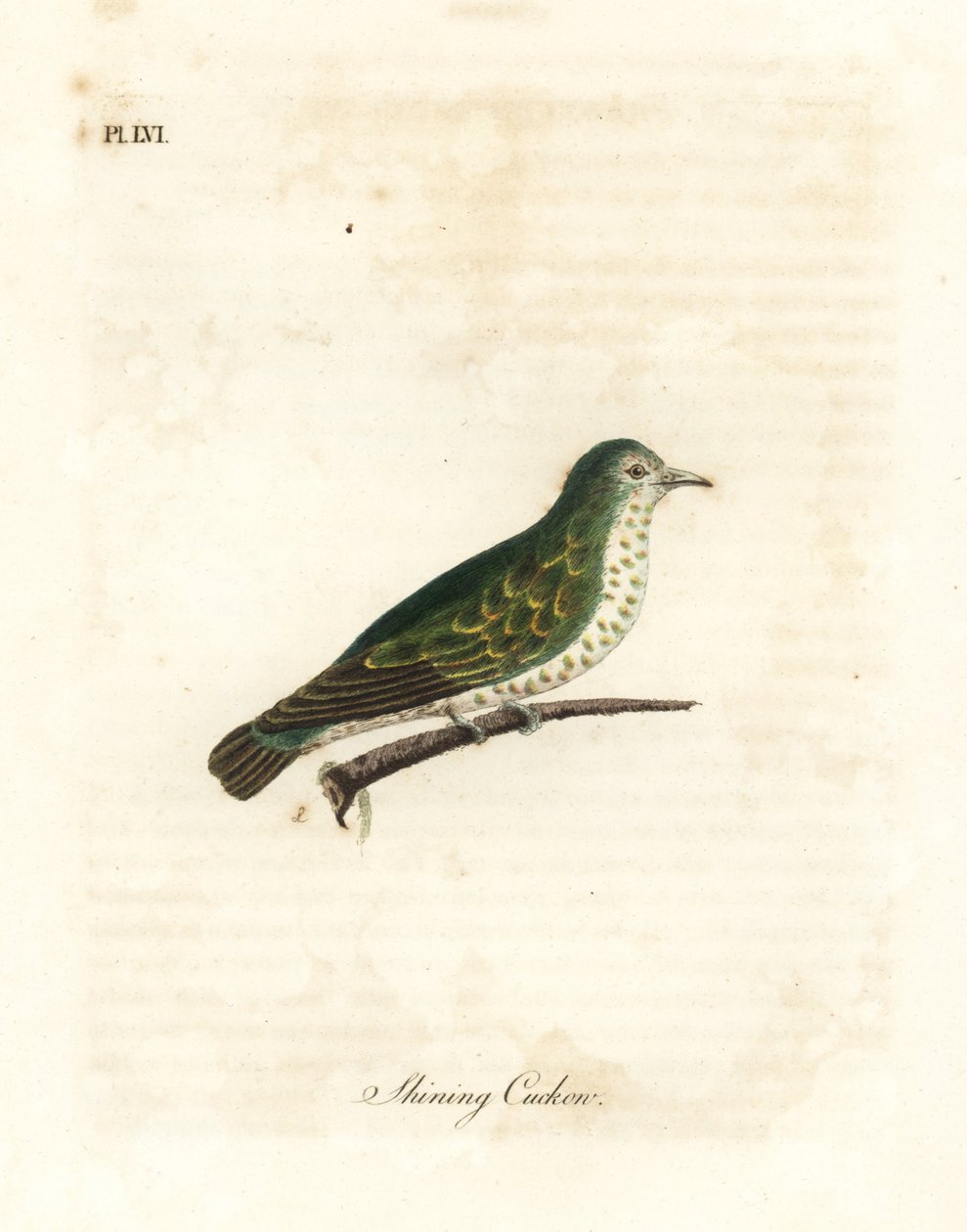 Błyszcząca kukułka brązowa, Chrysococcyx lucidus (Lśniąca kukułka, Cuculus lucidus). Ręcznie kolorowany miedzioryt narysowany i grawerowany przez Johna Lathama z jego własnej A General History of Birds, Winchester autorstwa John Latham
