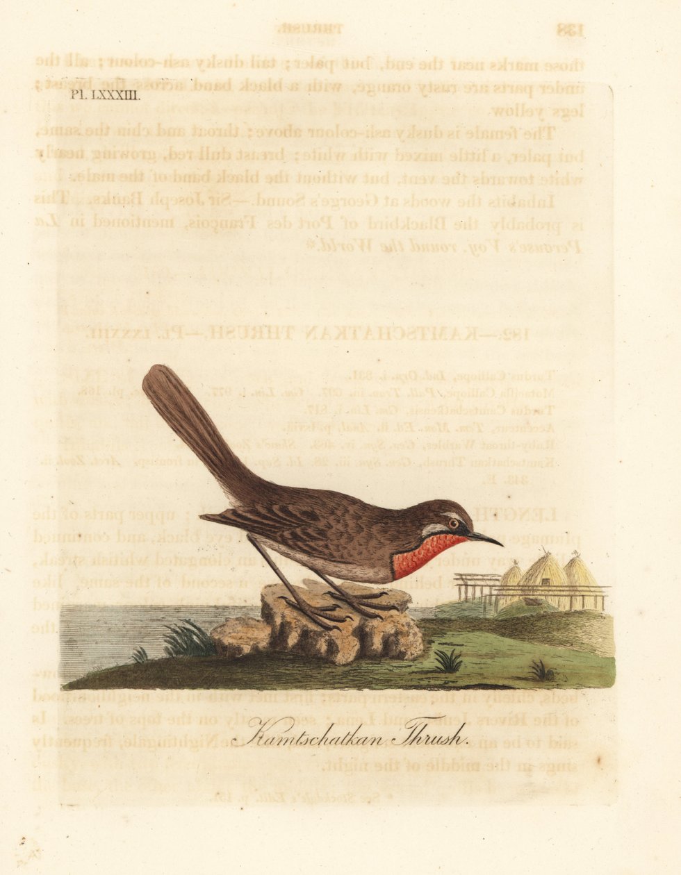 Rubythroat syberyjski, Luscinia calliope (drozd Kamschatkan, Turdus calliope). Ręcznie kolorowany miedzioryt narysowany i grawerowany przez Johna Lathama z jego własnej A General History of Birds, Winchester autorstwa John Latham