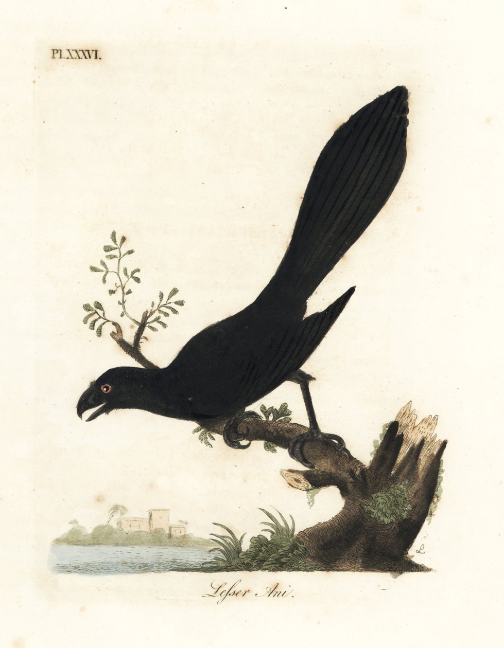 Gładkodzikie ani lub mniejsze ani, Crotophaga ani. Ręcznie kolorowany miedzioryt narysowany i grawerowany przez Johna Lathama z jego własnej A General History of Birds, Winchester autorstwa John Latham